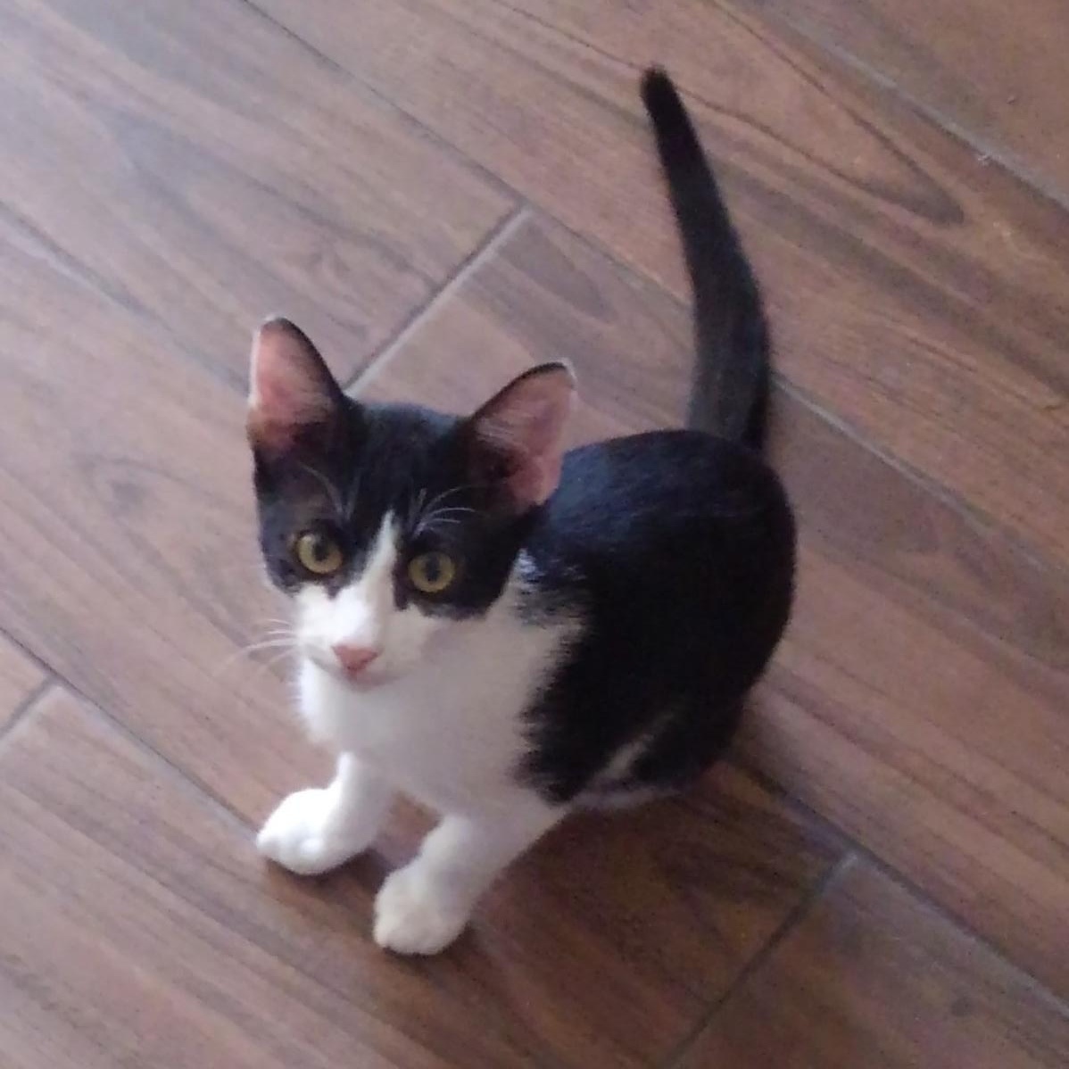 Enlarge Bandit, a Adoptable Domestic Short Hair in Allen, TX image 2/6