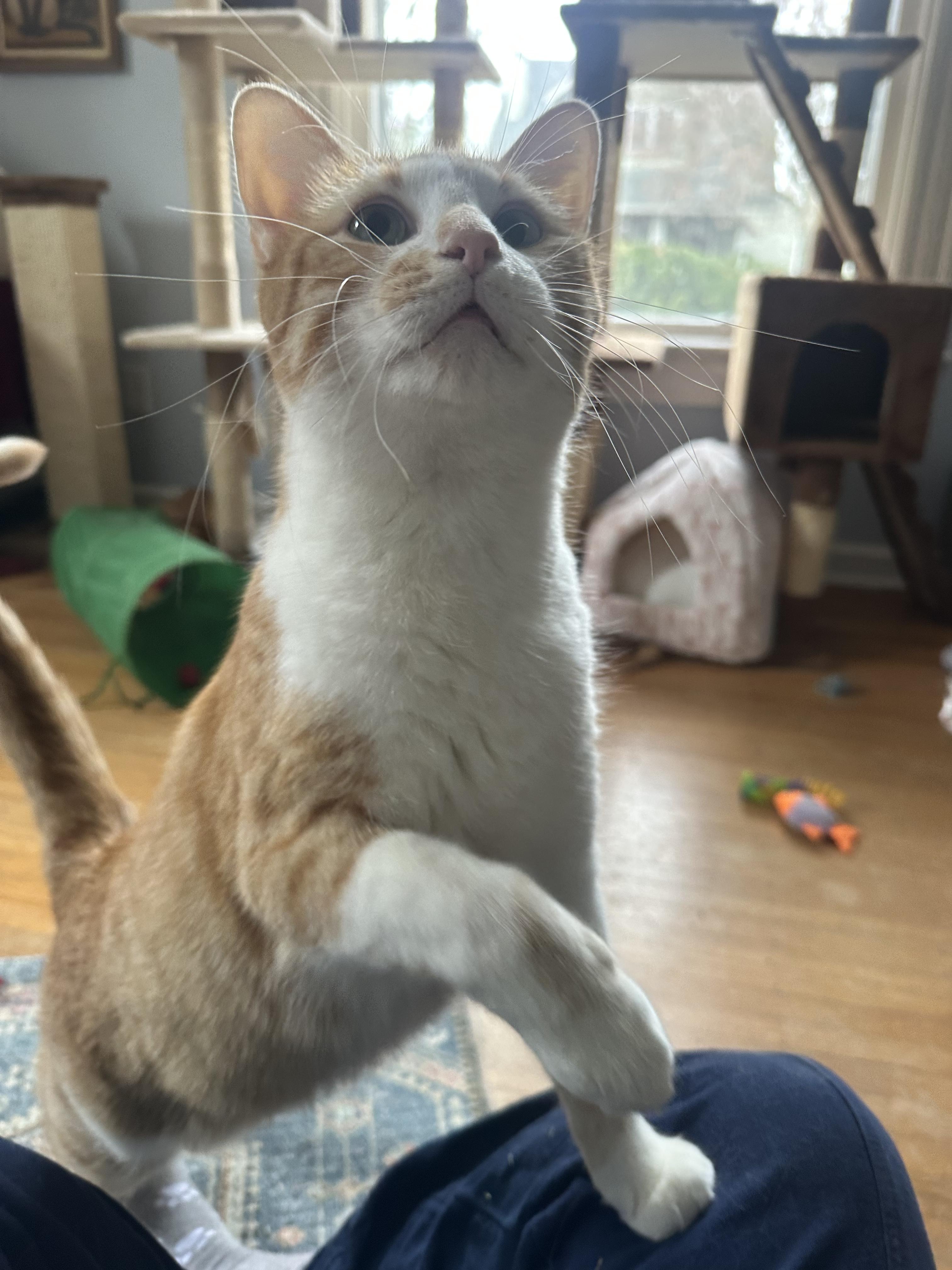 Enlarge Dusty, an adopted Domestic Short Hair in Indianapolis, IN image 3/6