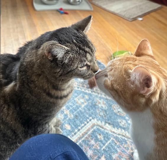 Enlarge Dusty, an adopted Domestic Short Hair in Indianapolis, IN image 6/6