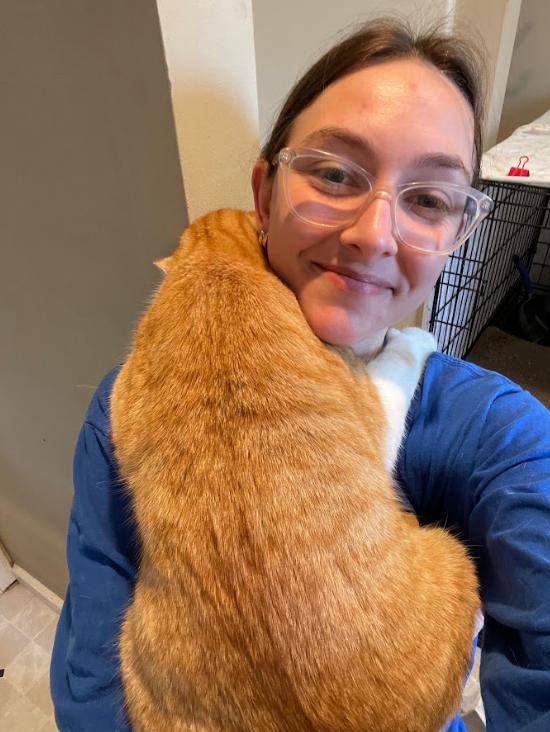 Enlarge Dusty, an adopted Domestic Short Hair in Indianapolis, IN image 5/6