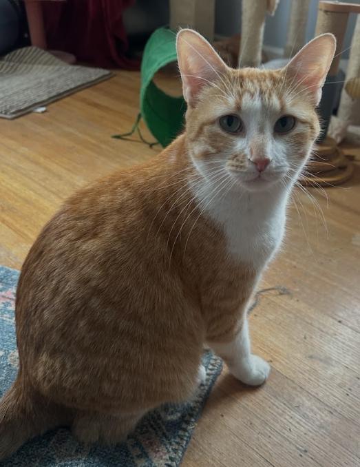 Dusty, adopted, Adult Male Domestic Short Hair.