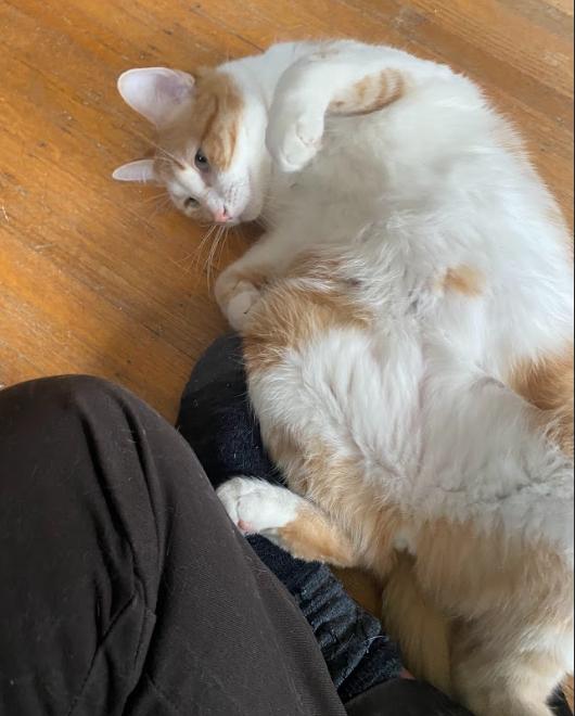 Enlarge Dusty, an adopted Domestic Short Hair in Indianapolis, IN image 4/6