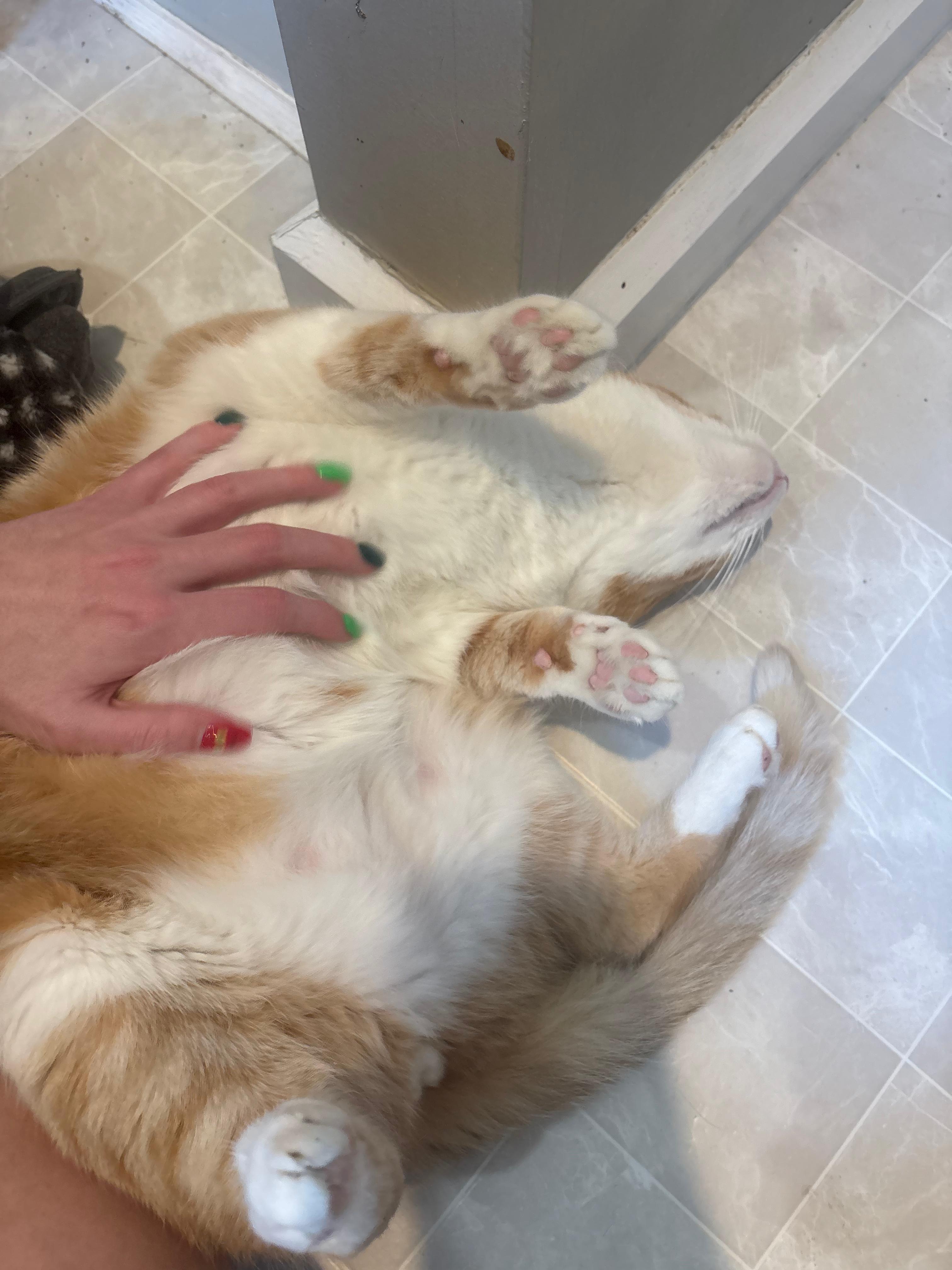 Enlarge Dusty, an adopted Domestic Short Hair in Indianapolis, IN image 2/6
