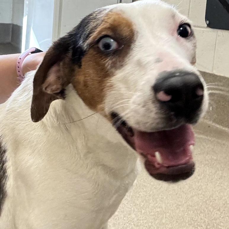 Enlarge Valentina, a Adoptable mixed breed in Chatham, VA image 1/3