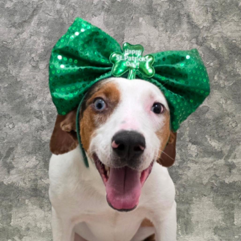 Enlarge Valentina, a Adoptable mixed breed in Chatham, VA image 2/3