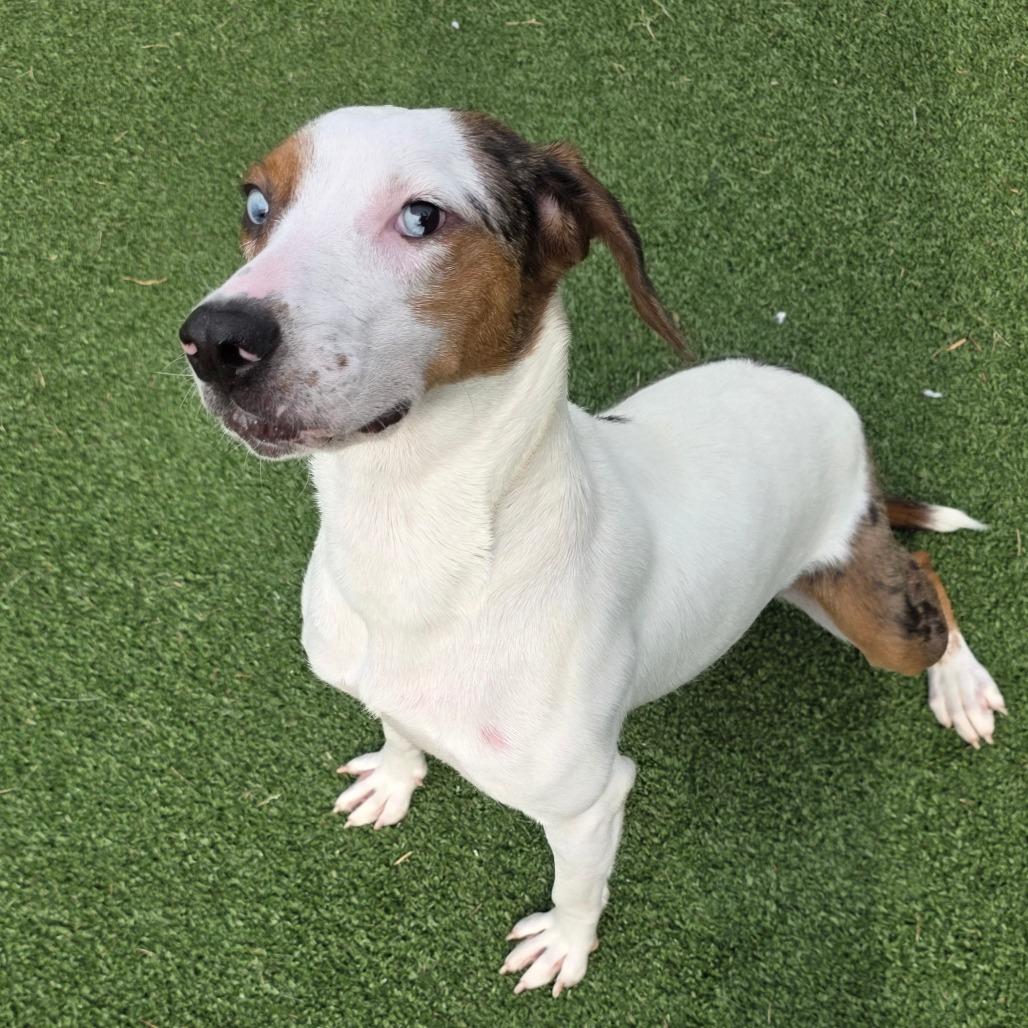 Enlarge Valentina, a Adoptable mixed breed in Chatham, VA image 3/6