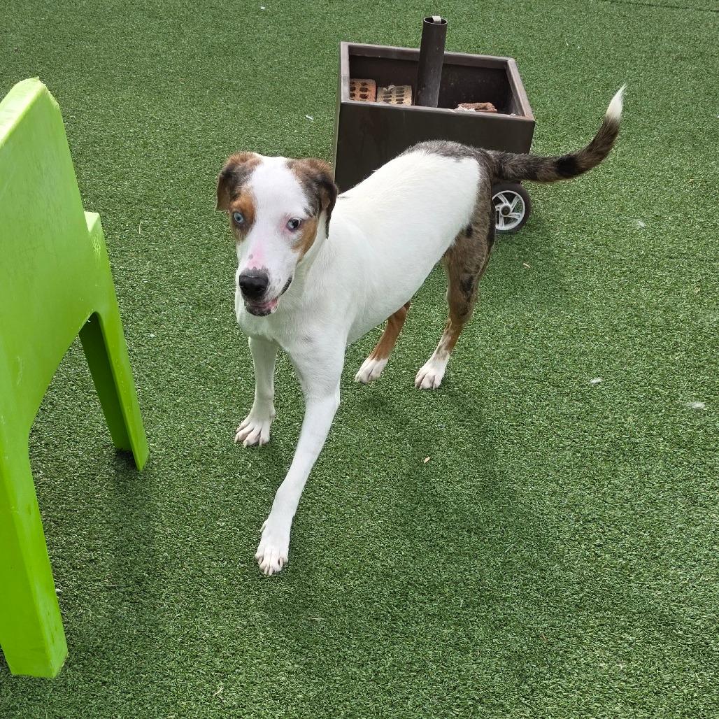 Enlarge Valentina, a Adoptable mixed breed in Chatham, VA image 4/6