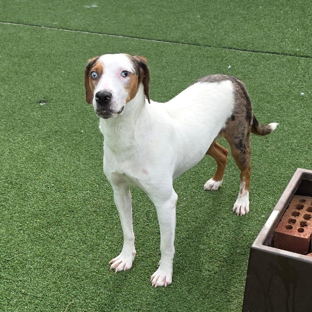 Enlarge Valentina, a Adoptable mixed breed in Chatham, VA image 5/6