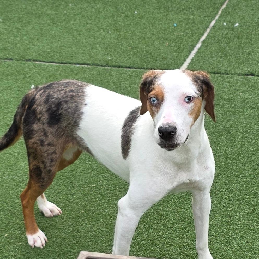 Enlarge Valentina, a Adoptable mixed breed in Chatham, VA image 6/6