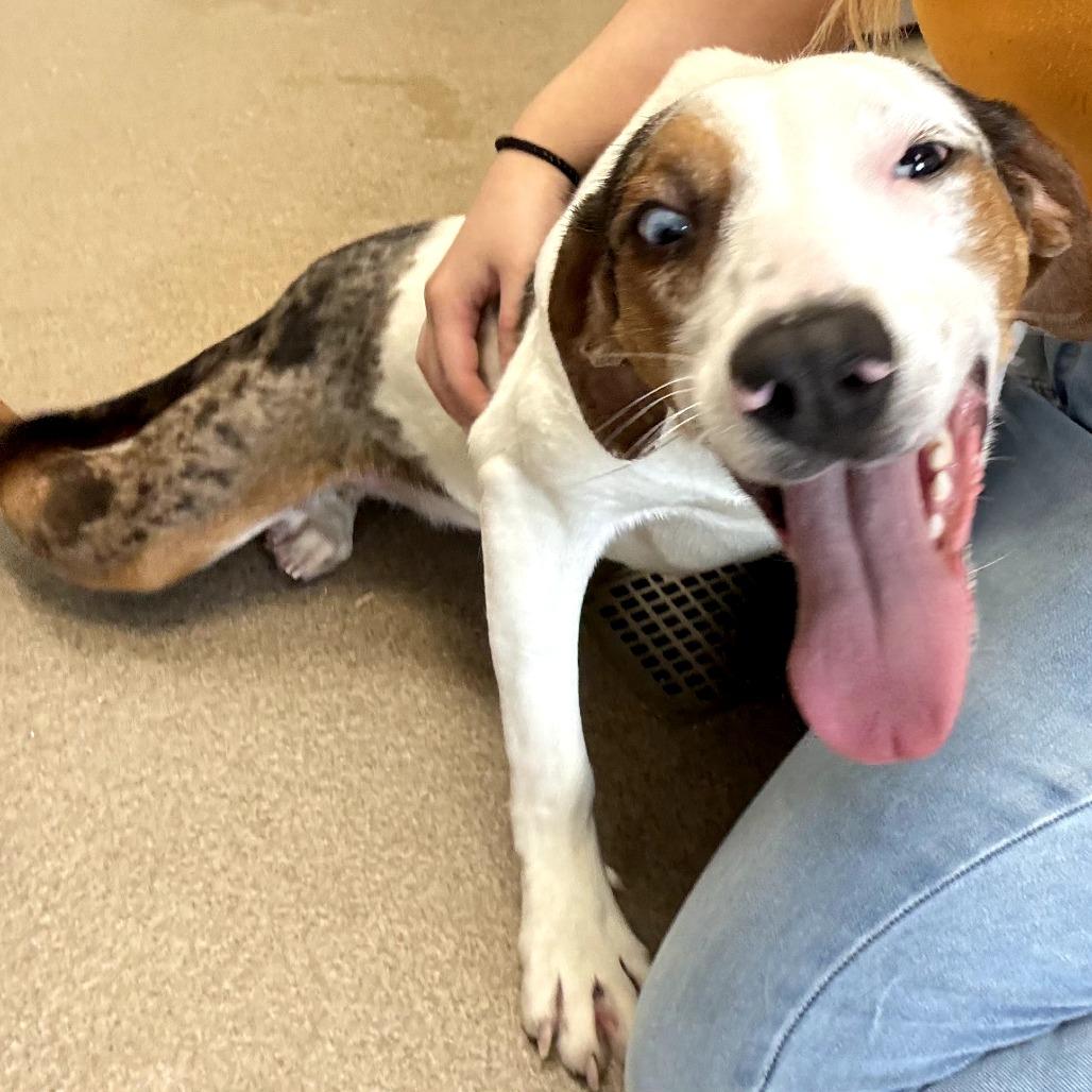 Enlarge Valentina, a Adoptable mixed breed in Chatham, VA image 3/3