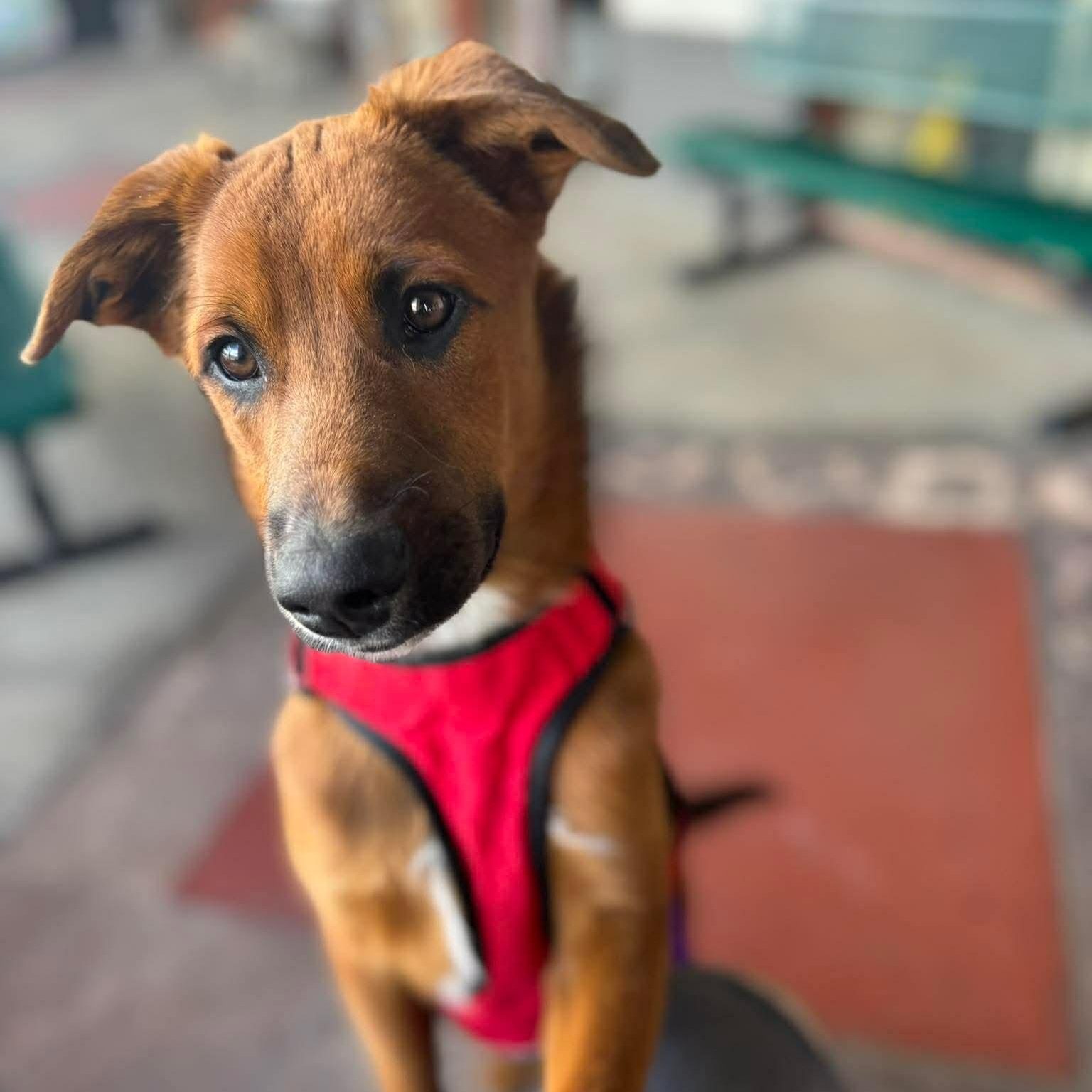 Rocky, ADOPTABLE, Young Male German Shepherd Dog & Australian Shepherd.