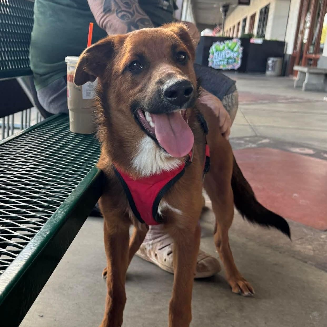 Enlarge Rocky, a ADOPTABLE mixed breed in Sierra Vista, AZ image 2/3