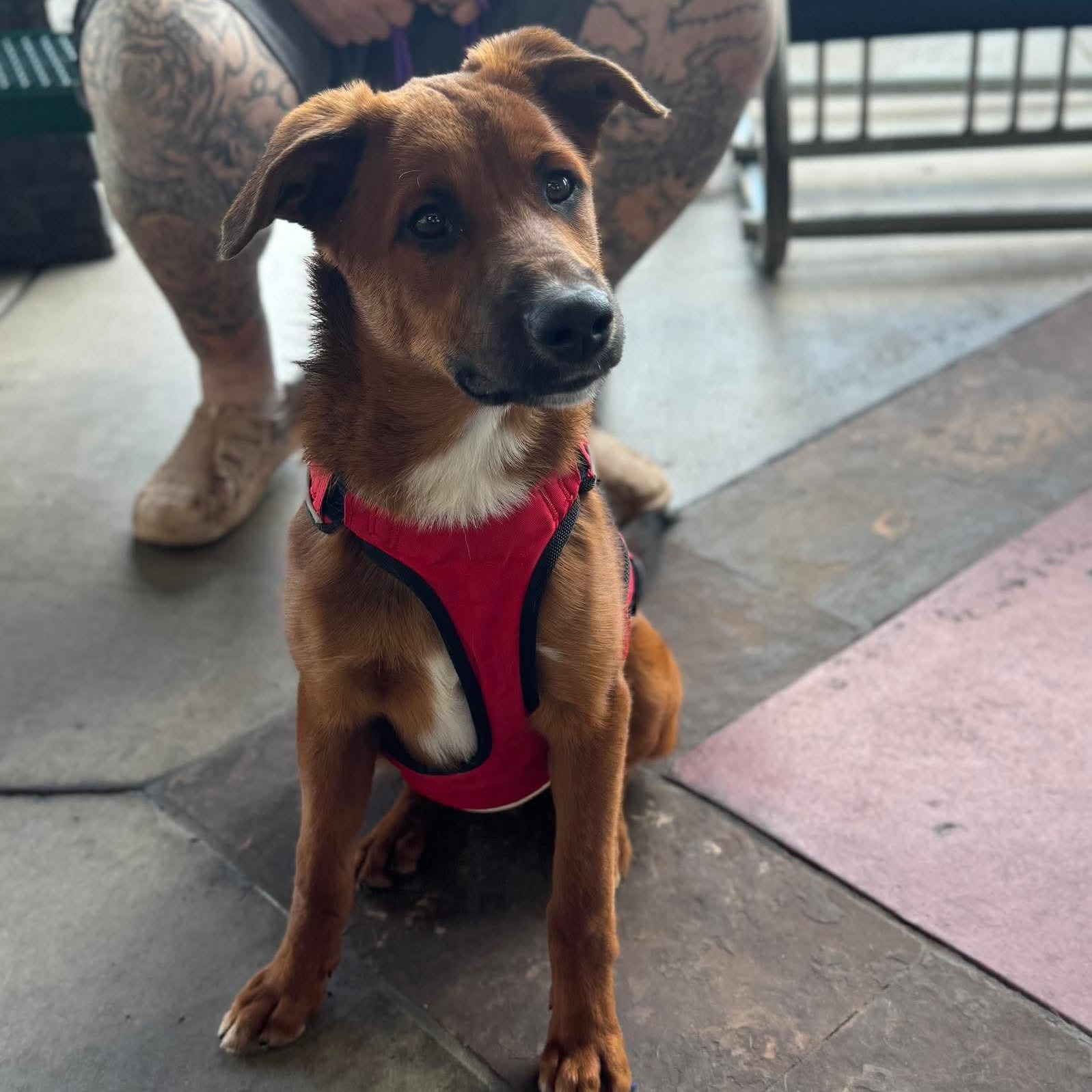 Enlarge Rocky, a ADOPTABLE mixed breed in Sierra Vista, AZ image 3/3