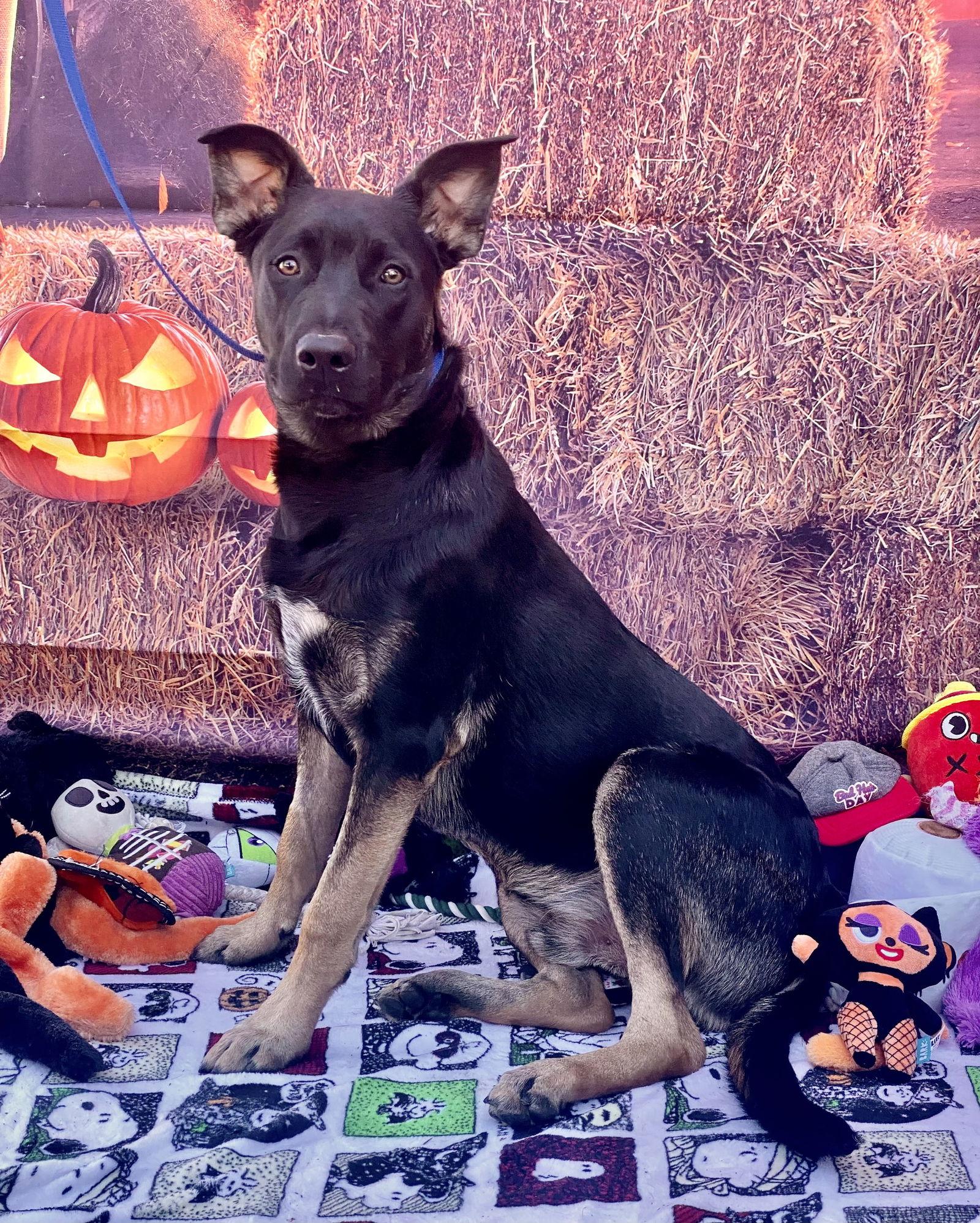 Enlarge Rocky 2, a Adoptable Shepherd in Capistrano Beach, CA image 1/3