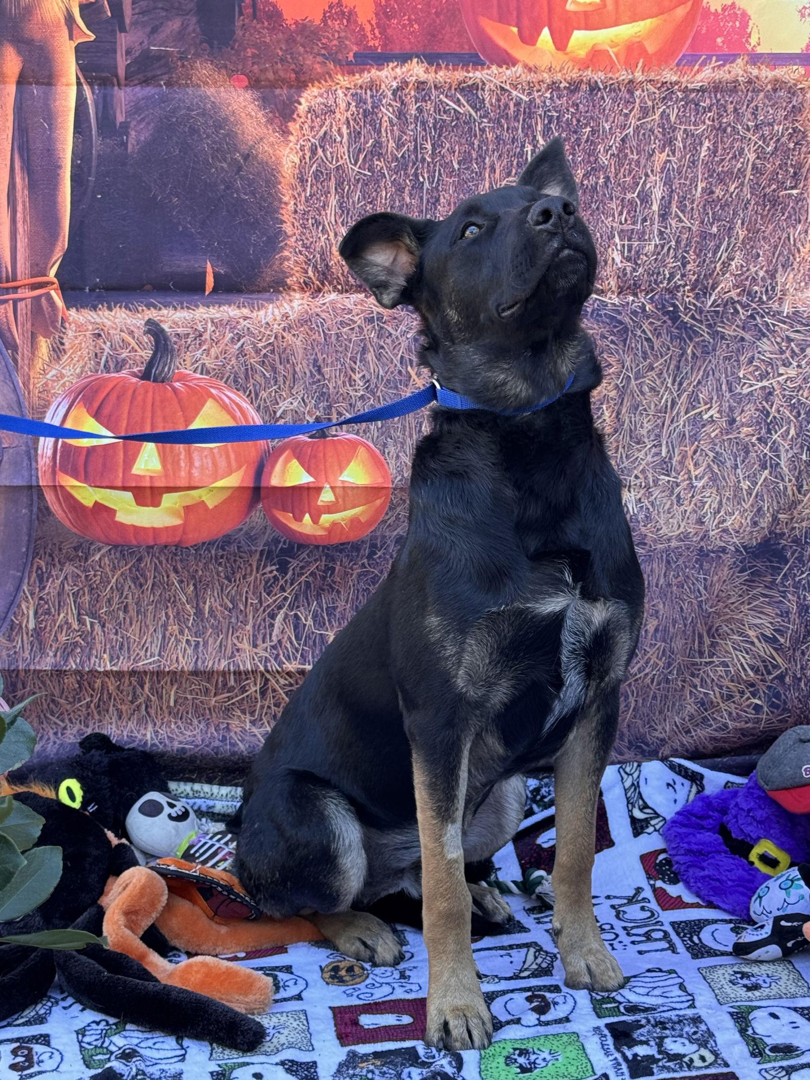 Enlarge Rocky 2, a Adoptable Shepherd in Capistrano Beach, CA image 3/3