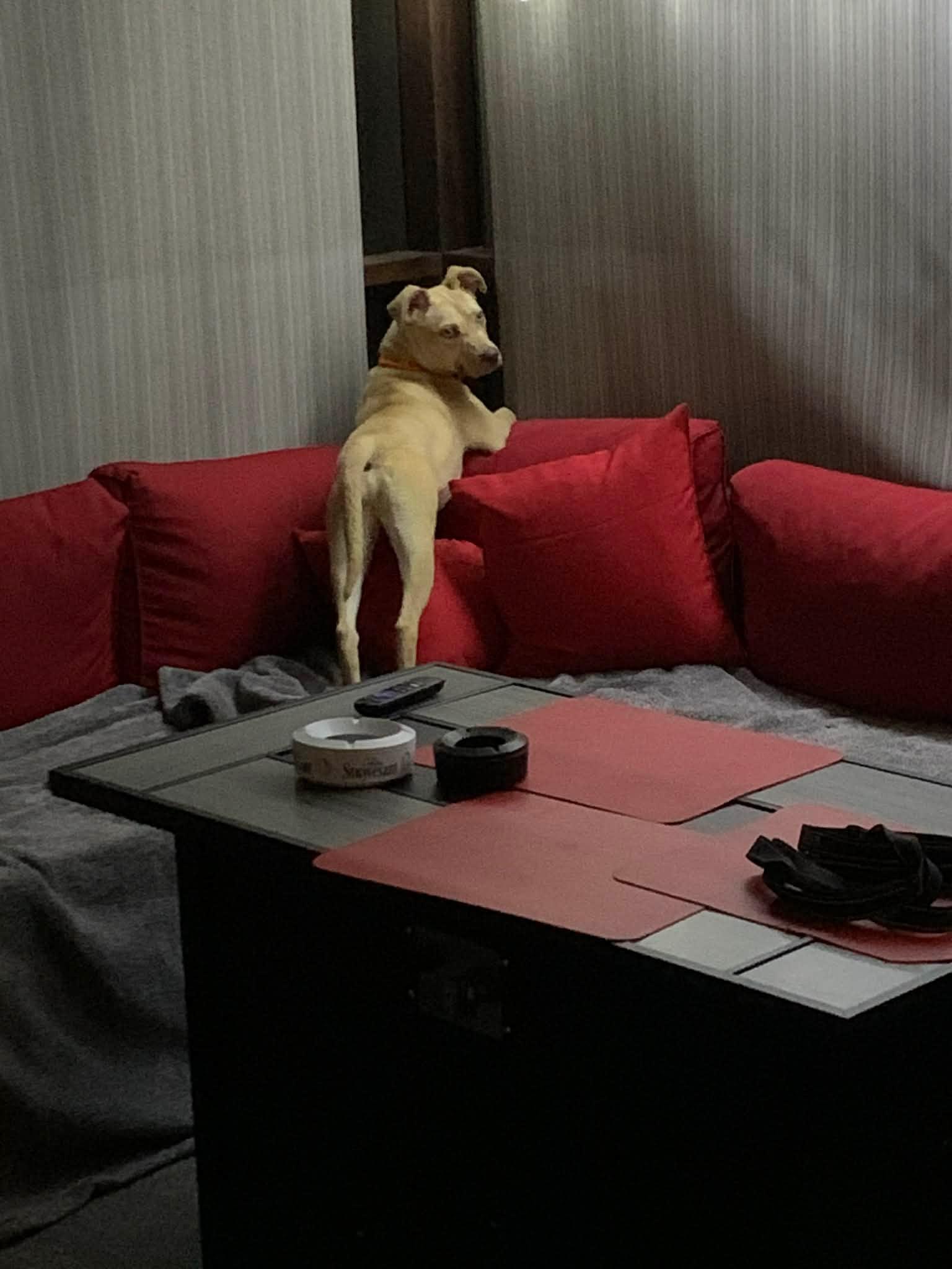 Enlarge Dolly , a ADOPTABLE mixed breed in Douglas, MA image 5/6