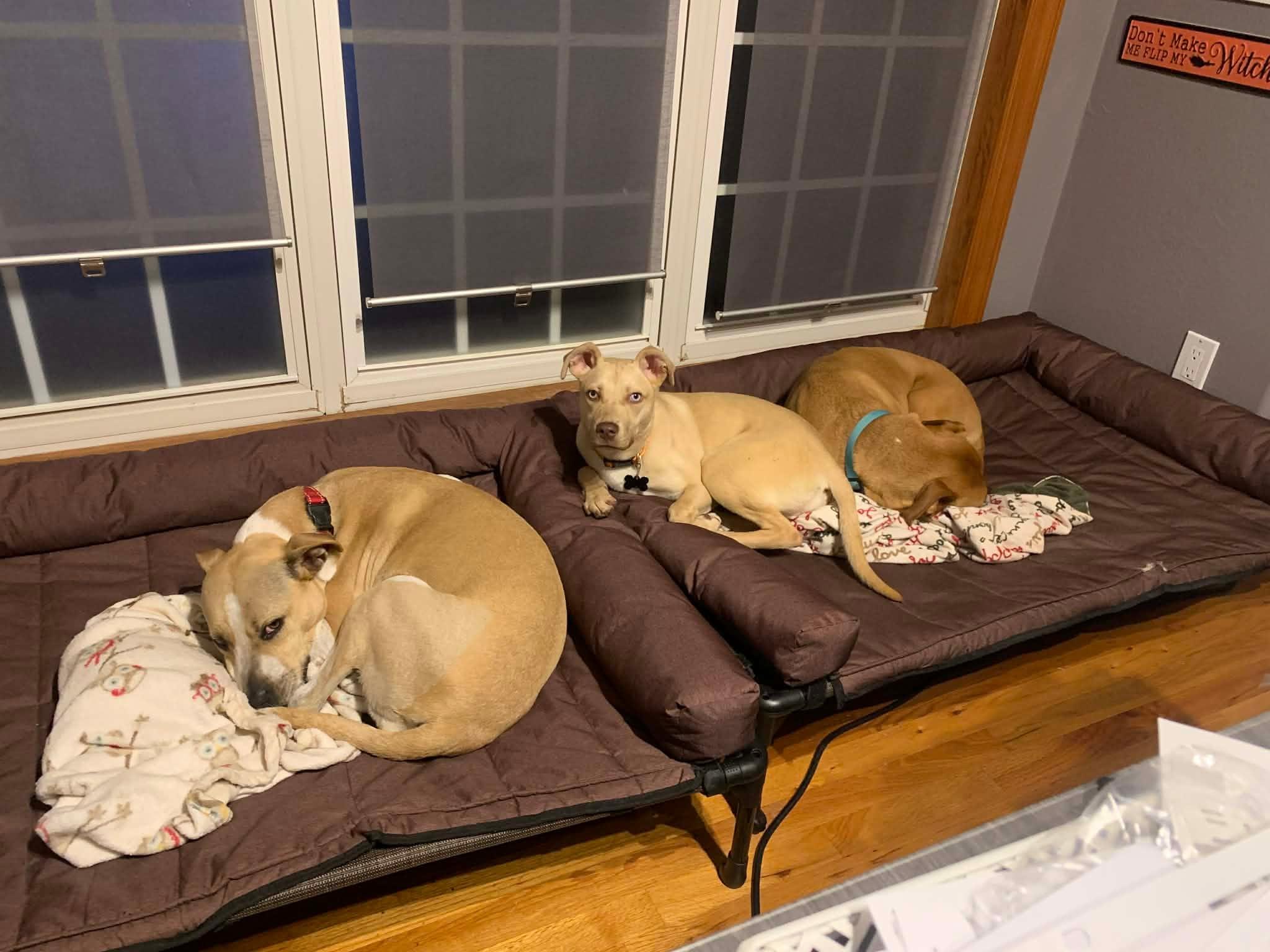 Enlarge Dolly , a ADOPTABLE mixed breed in Douglas, MA image 6/6