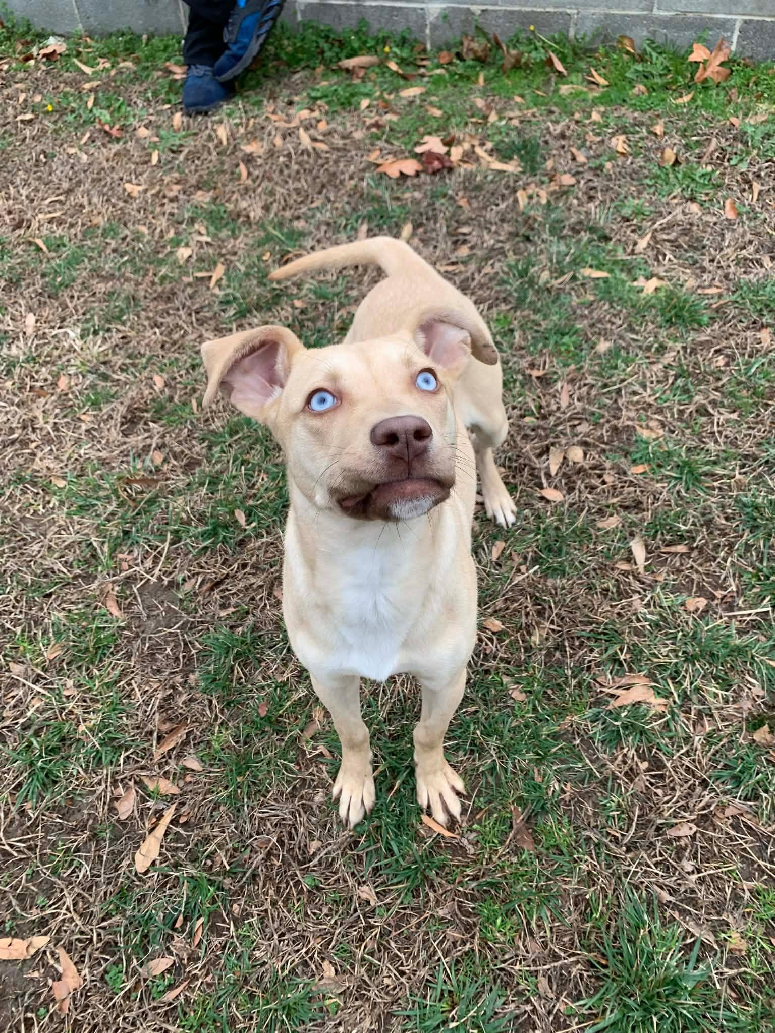 Enlarge Dolly , a ADOPTABLE mixed breed in Douglas, MA image 2/6