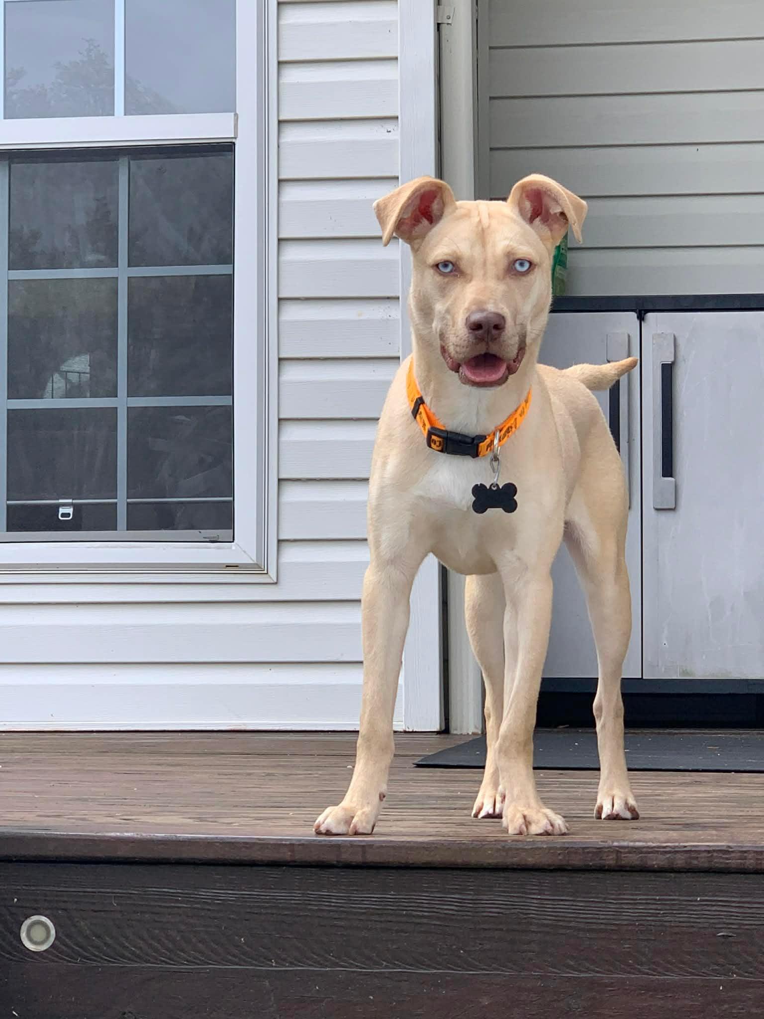 Enlarge Dolly , a ADOPTABLE mixed breed in Douglas, MA image 3/6