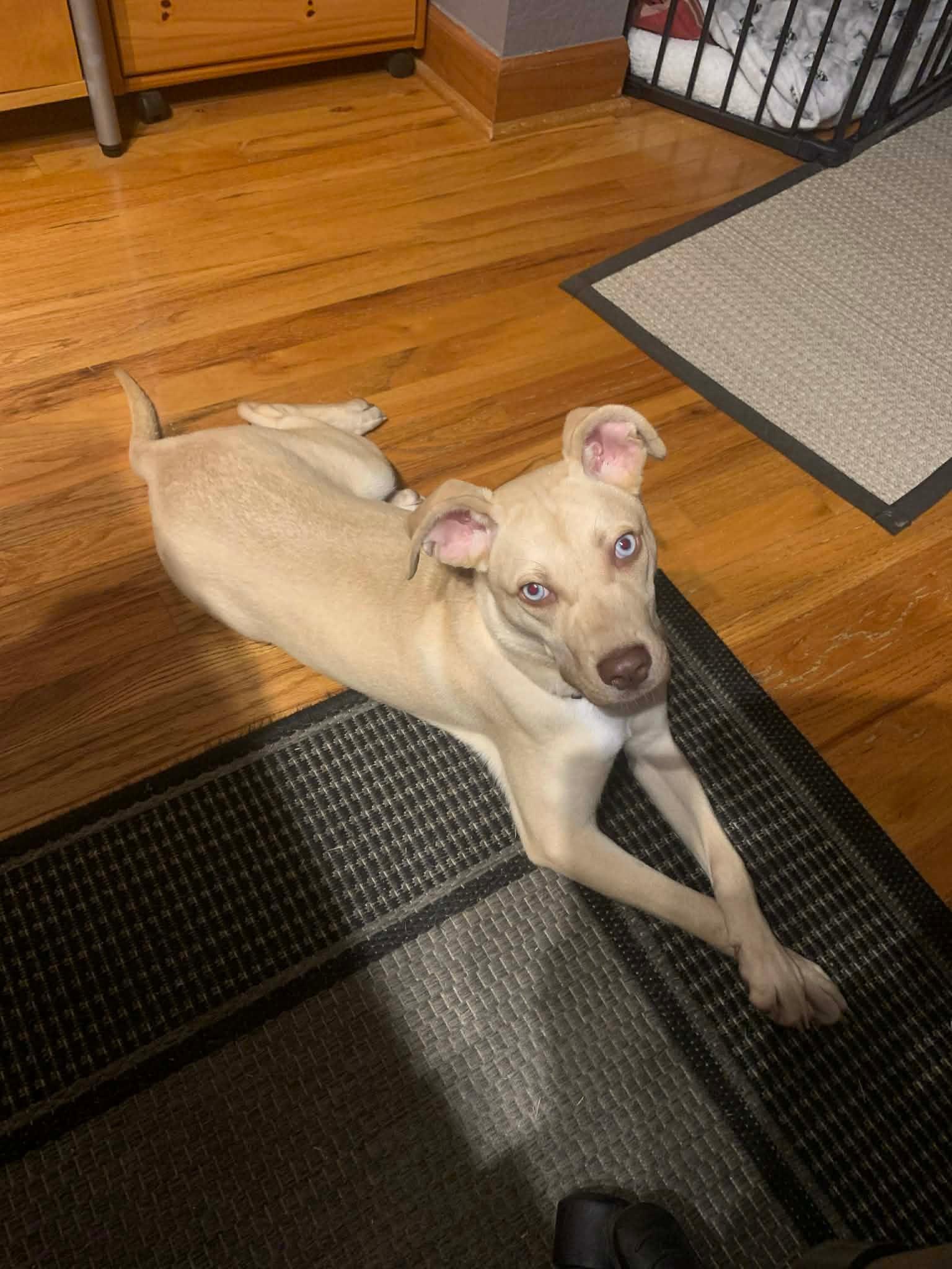 Dolly , ADOPTABLE, Puppy Female Mixed Breed.