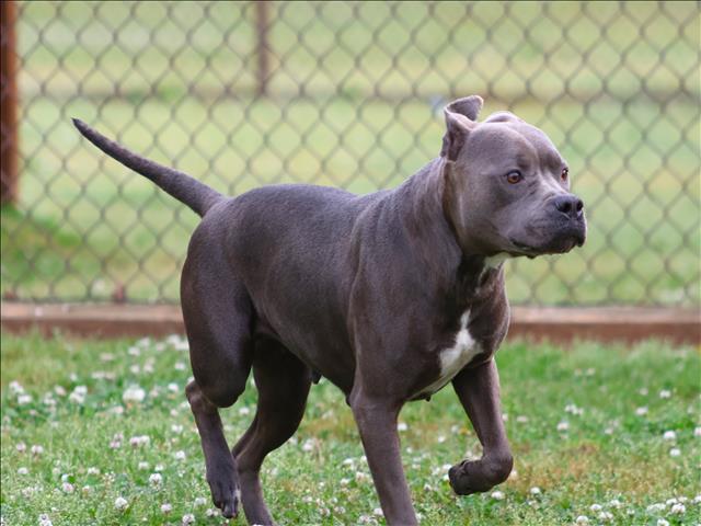 IVY, Adoptable, Adult Female Pit Bull Terrier.