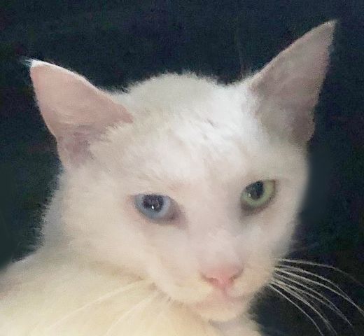 Enlarge Boyce, a Adoptable Domestic Short Hair in Mansfield, OH image 3/3