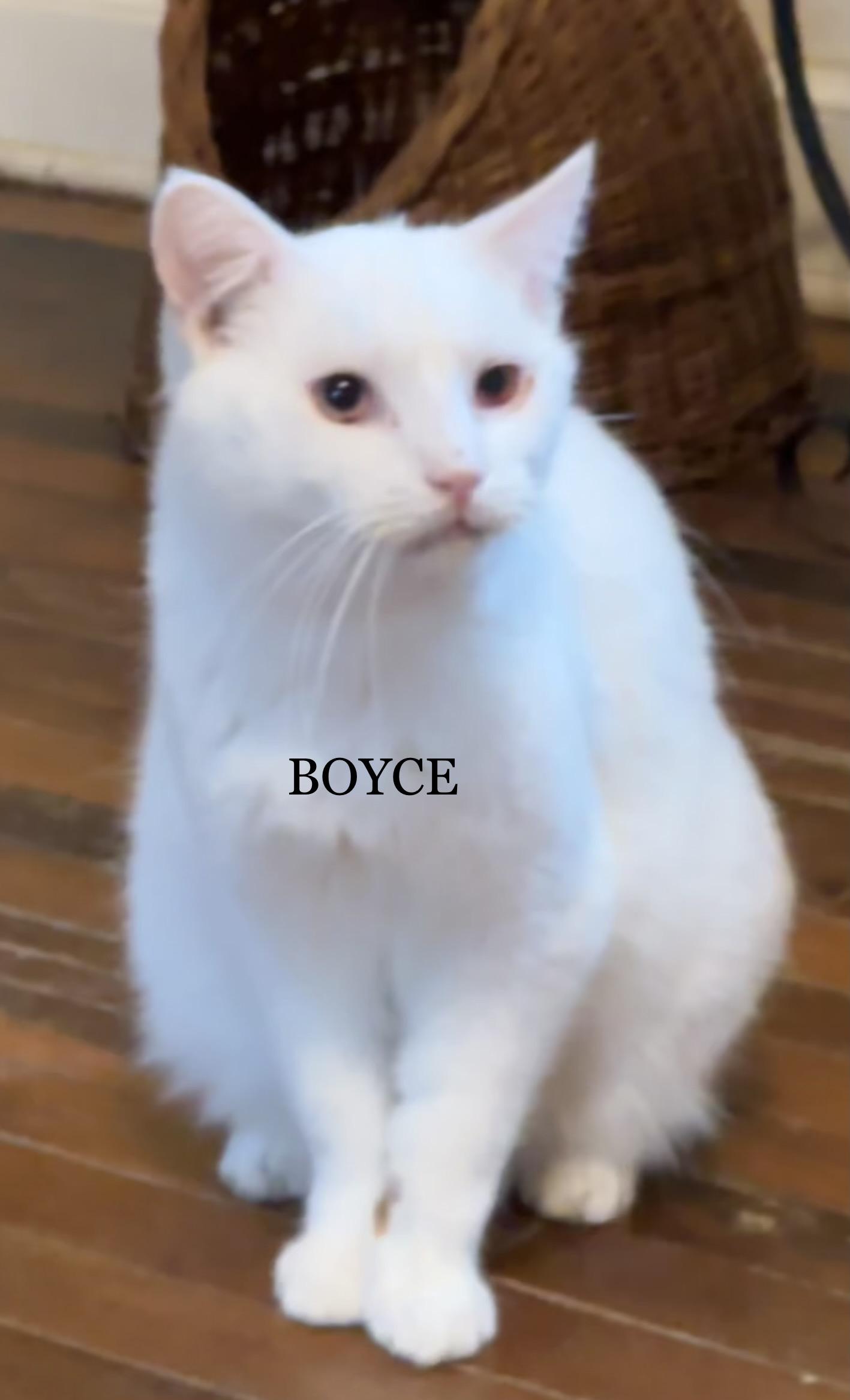 Enlarge Boyce, a Adoptable Domestic Short Hair in Mansfield, OH image 2/3