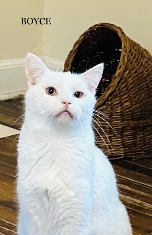 Enlarge Boyce, a Adoptable Domestic Short Hair in Mansfield, OH image 1/3