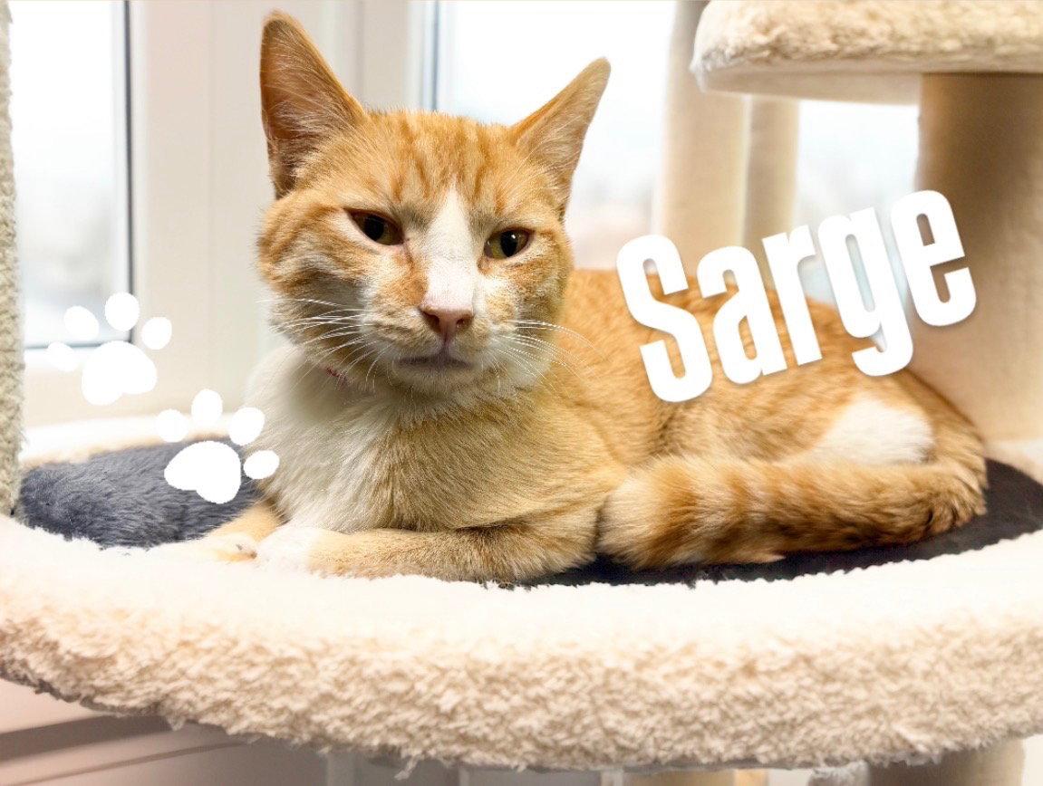 Sarge, Adoptable, Young Male Domestic Short Hair.