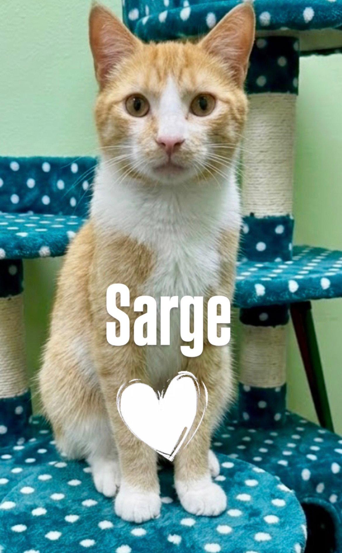 Enlarge Sarge, a Adoptable Domestic Short Hair in Chandler, AZ image 2/2