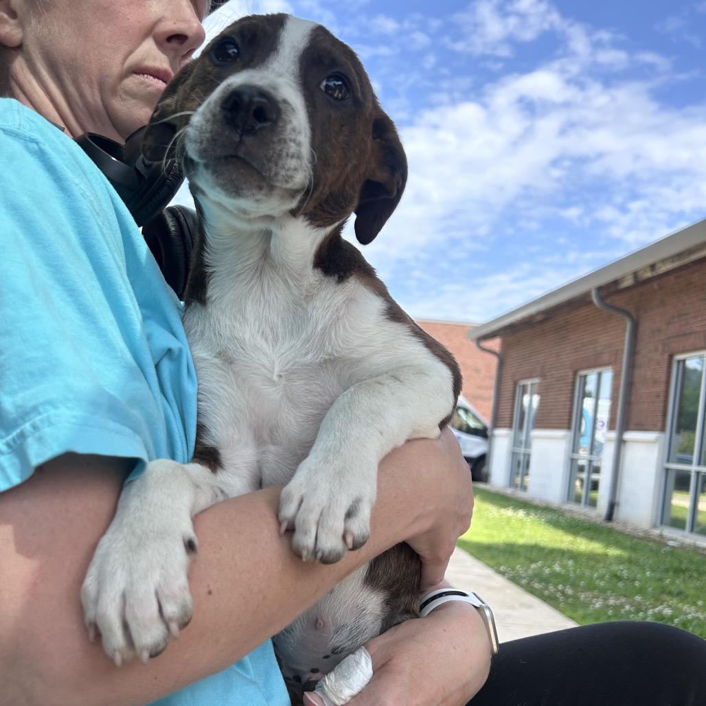 Dax- 052308T, a Adoptable mixed breed in Tupelo, MS image 2/3
