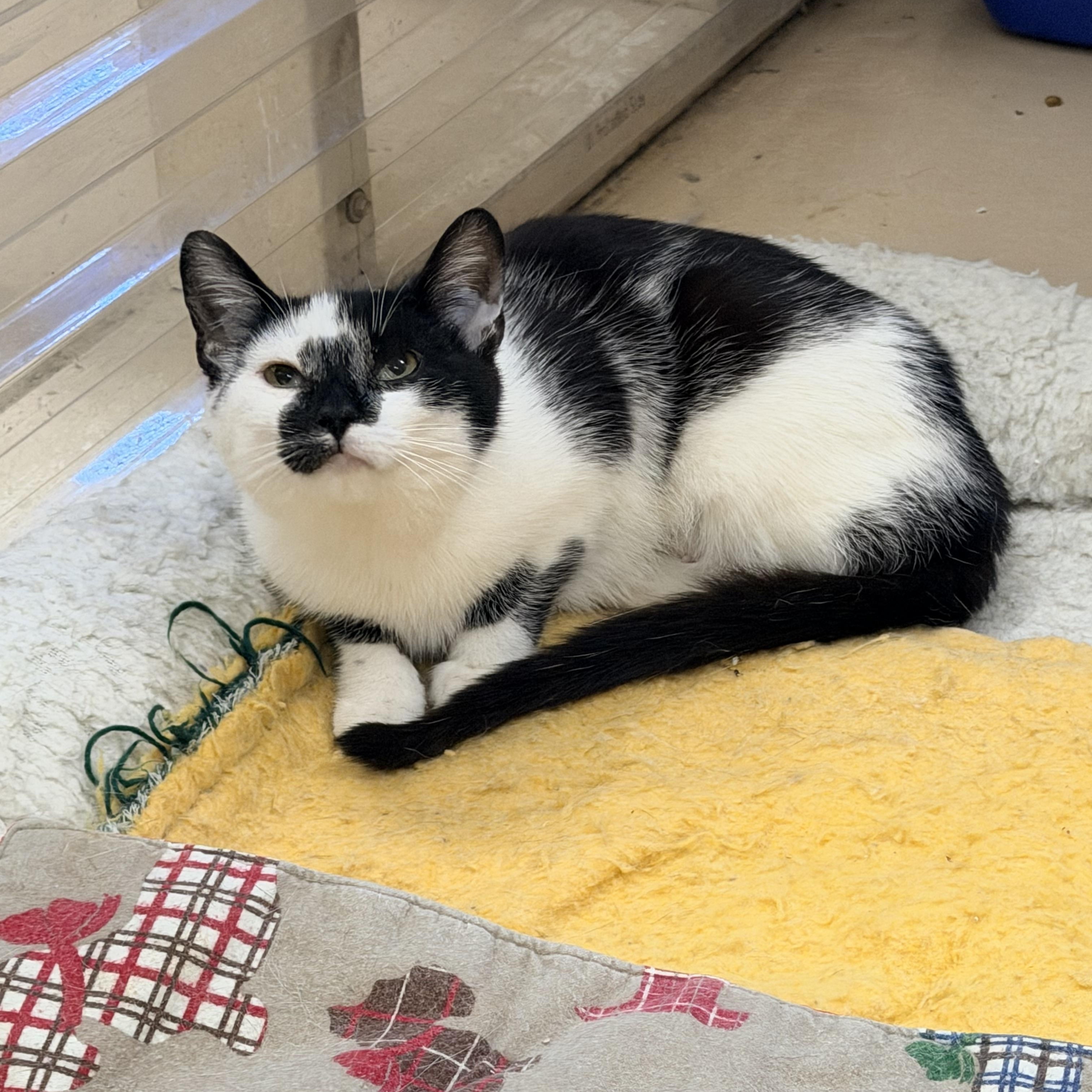 Dory, ADOPTABLE, Young Female Domestic Short Hair.