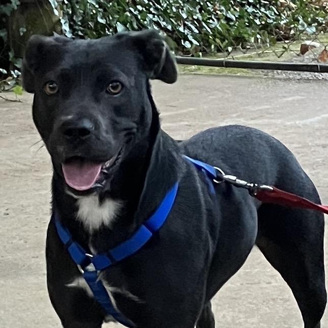 Enlarge Raven, a Adoptable Mixed Breed in Pulaski, TN image 1/4