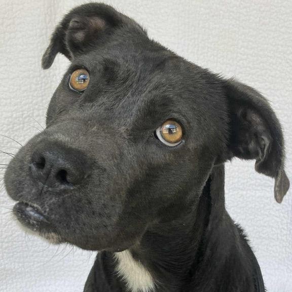 Raven, Adoptable, Young Female Mixed Breed.