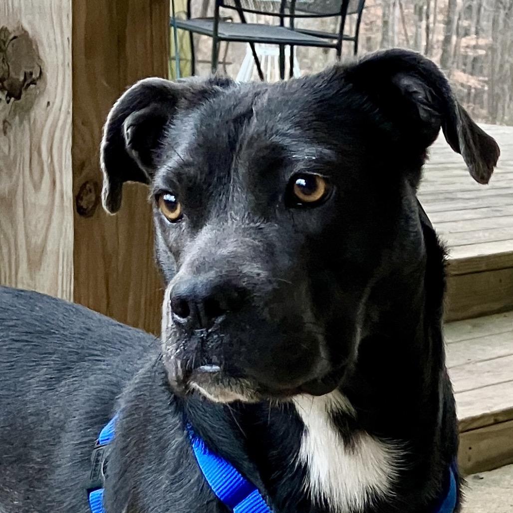 Enlarge Raven, a Adoptable Mixed Breed in Pulaski, TN image 1/2