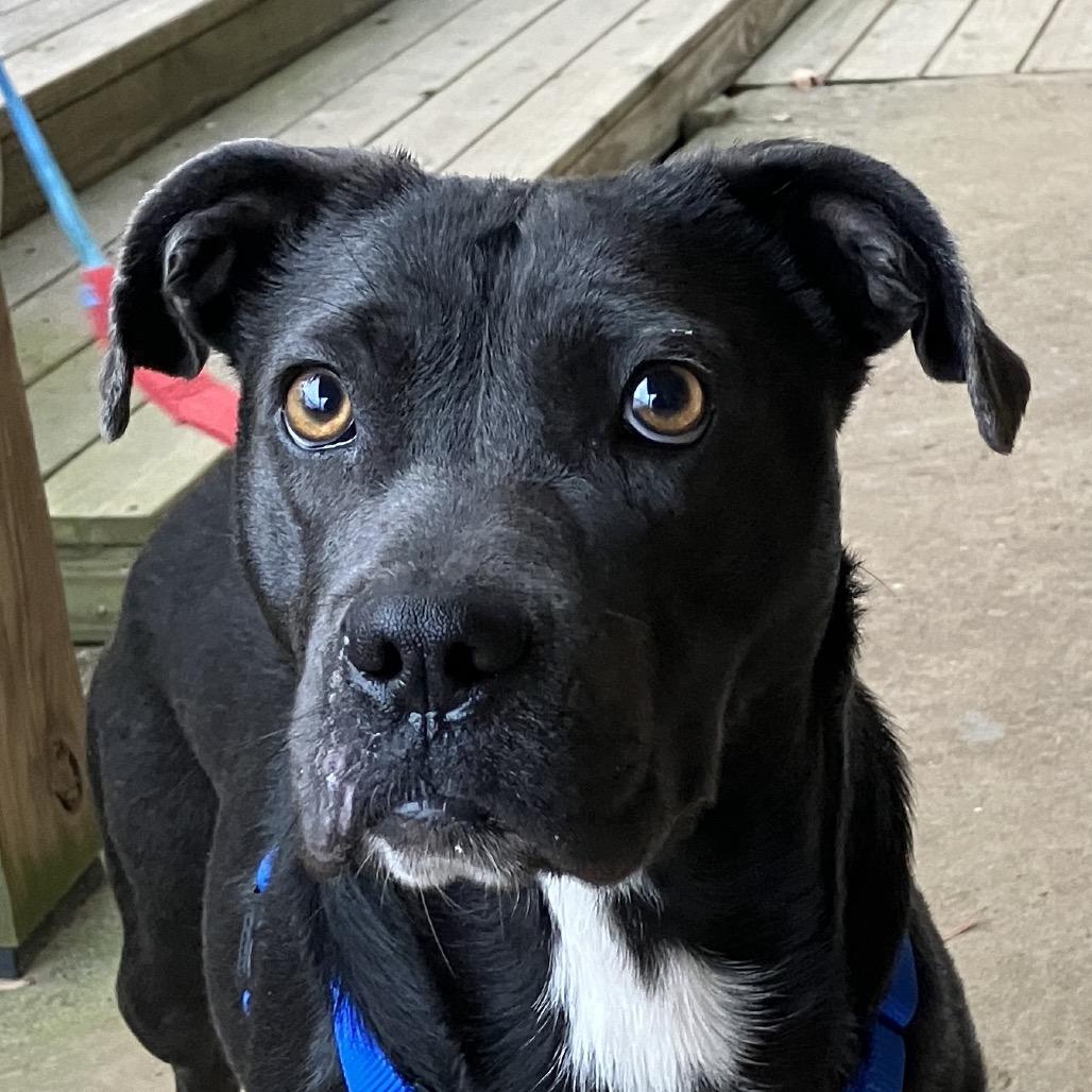Enlarge Raven, a Adoptable Mixed Breed in Pulaski, TN image 2/2