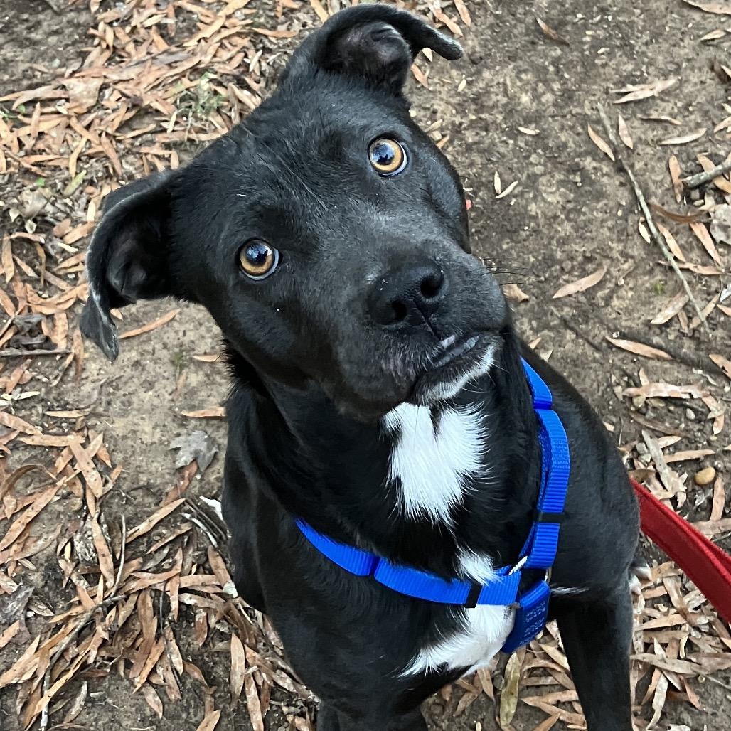 Enlarge Raven, a Adoptable Mixed Breed in Pulaski, TN image 4/4