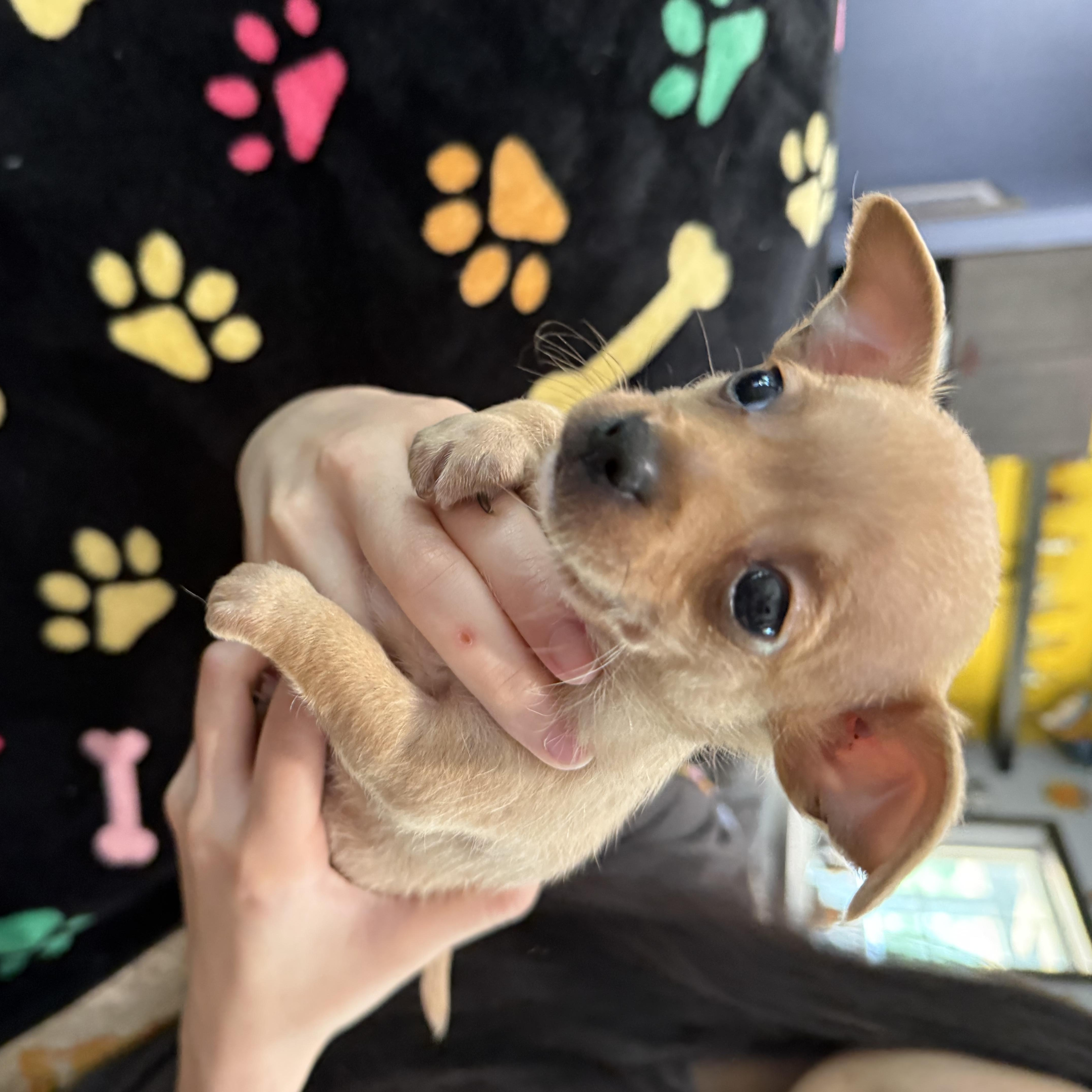 Colby Jack, a Adoptable mixed breed in Portland, OR image 4/5