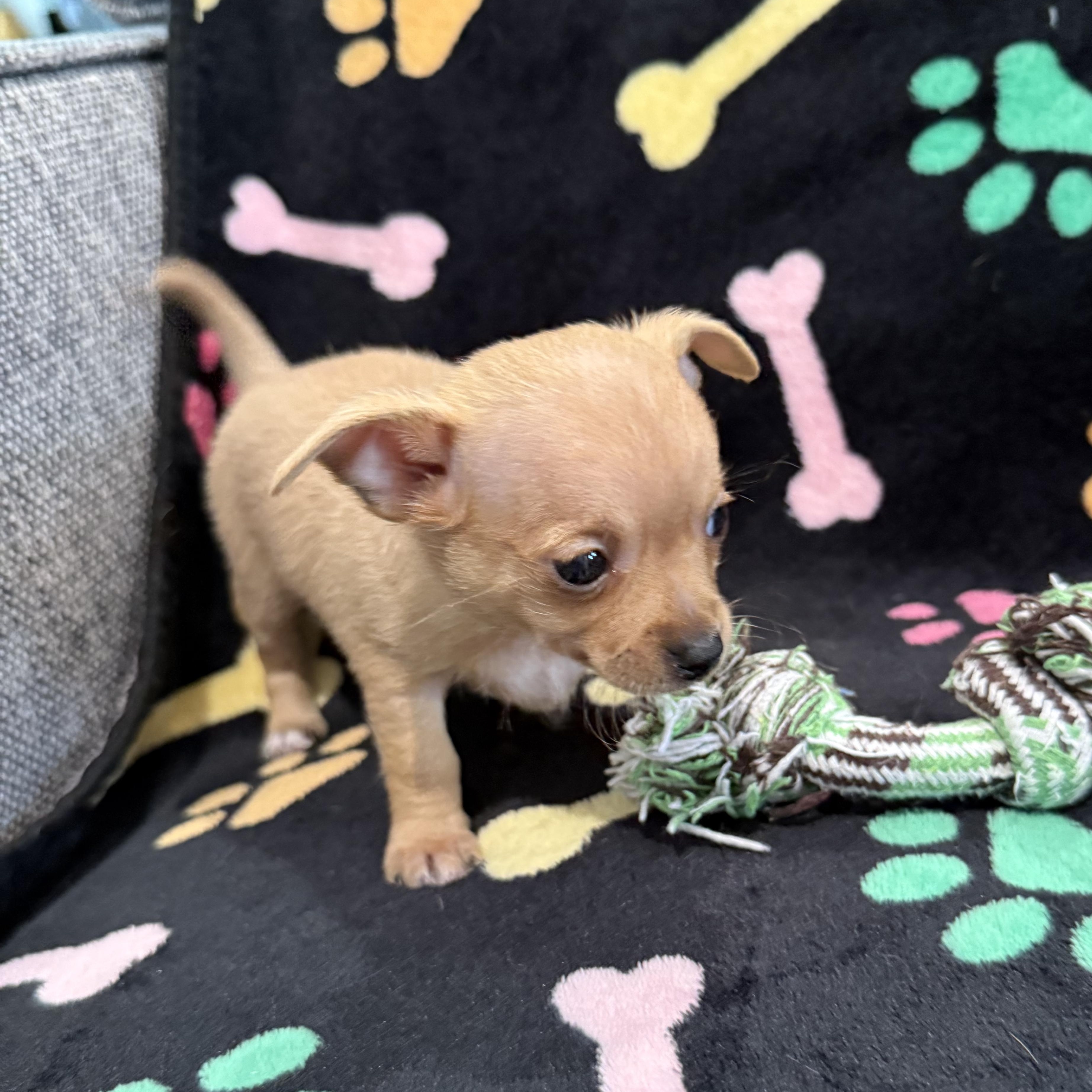 Colby Jack, a Adoptable mixed breed in Portland, OR image 3/5