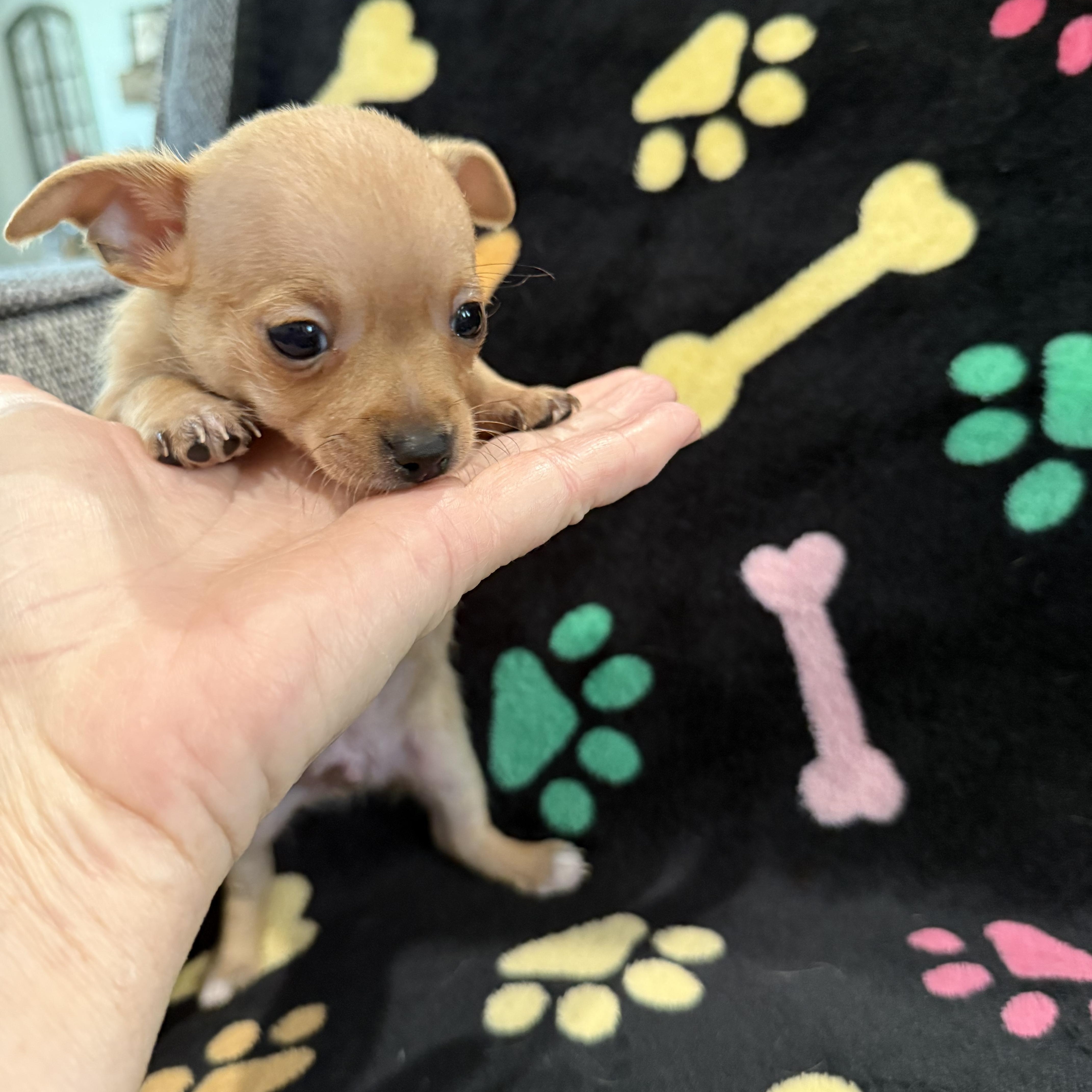 Colby Jack, a Adoptable mixed breed in Portland, OR image 2/5