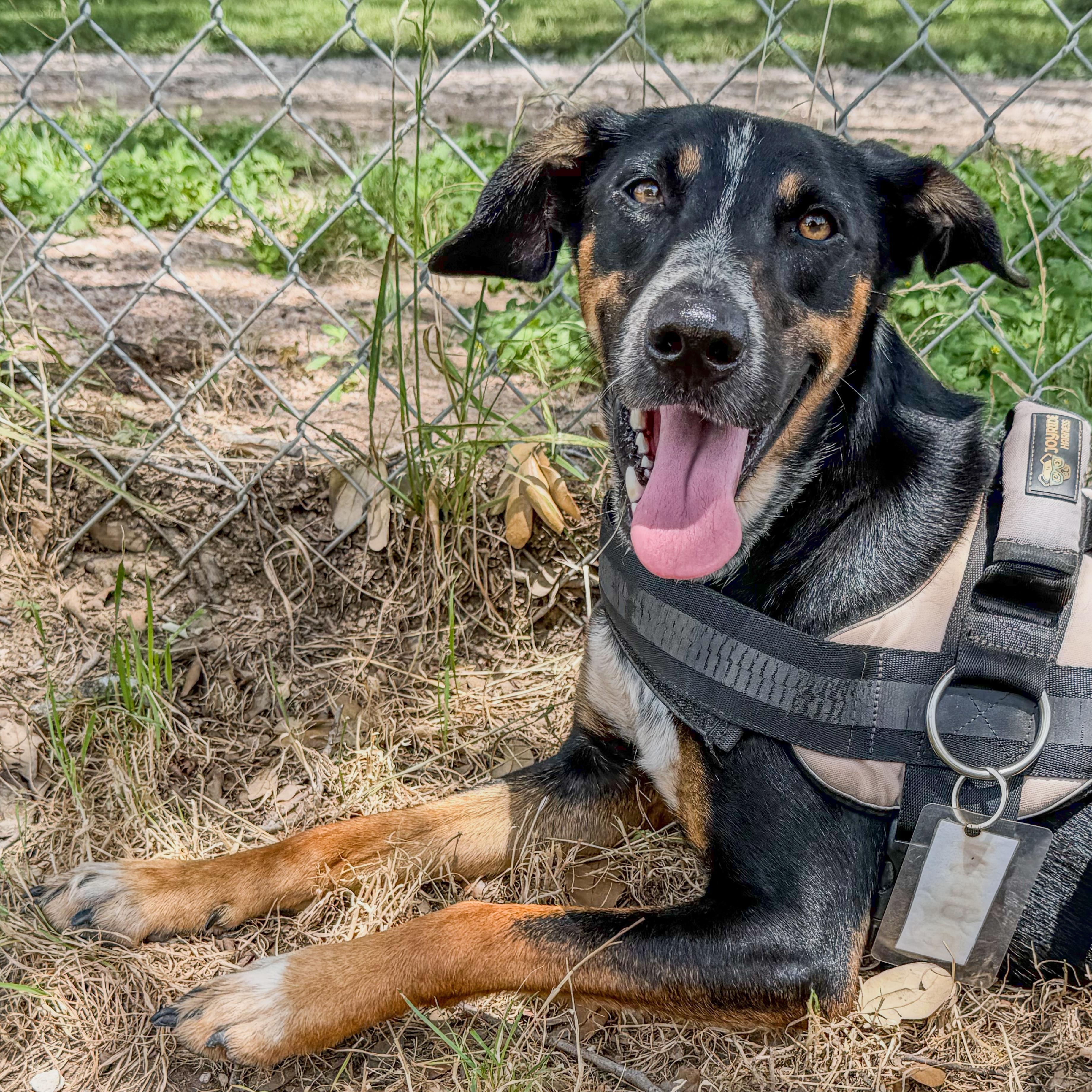Maple, a Adoptable mixed breed in Marble Falls, TX image 1/2