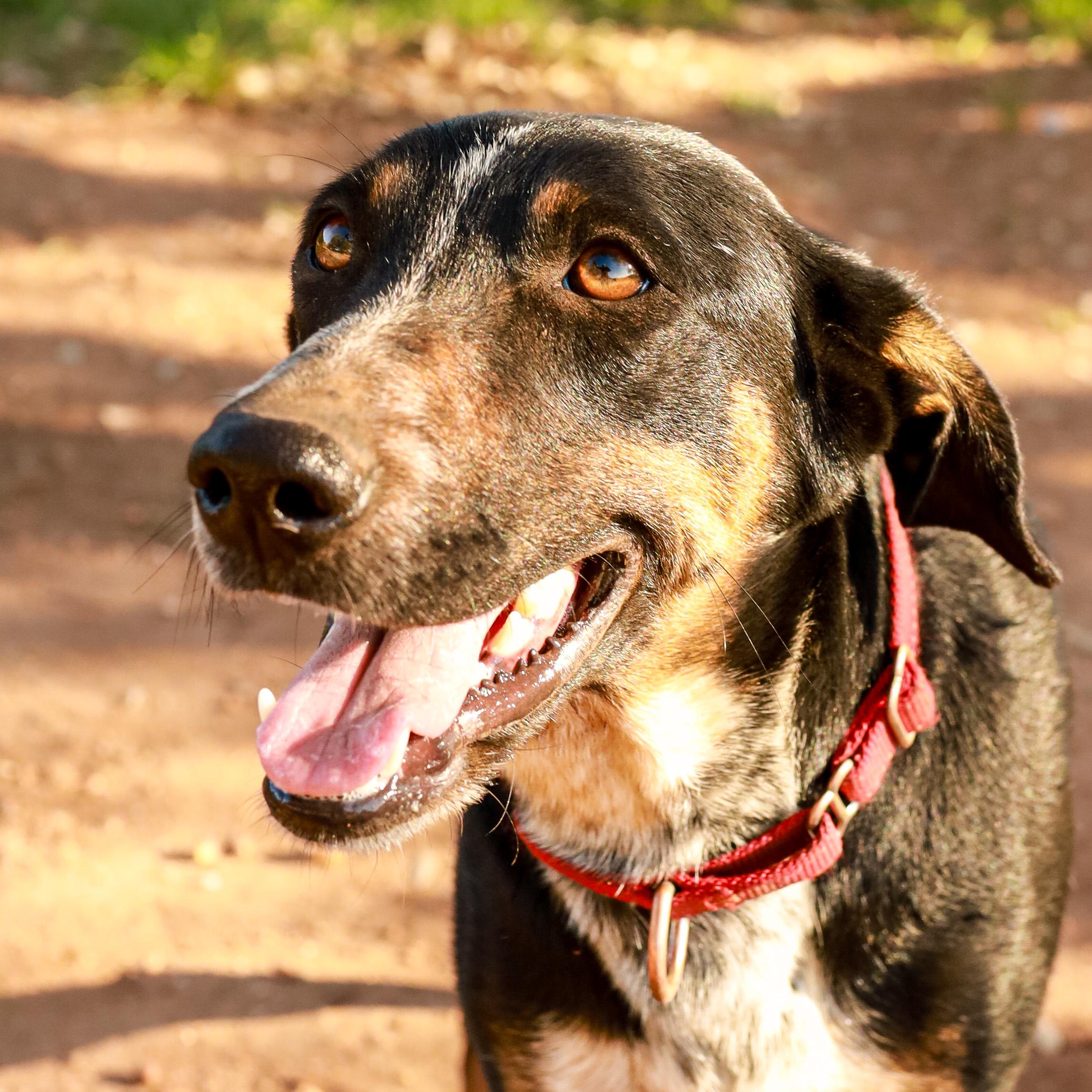 Maple, Adoptable, Young Female Catahoula Leopard Dog.