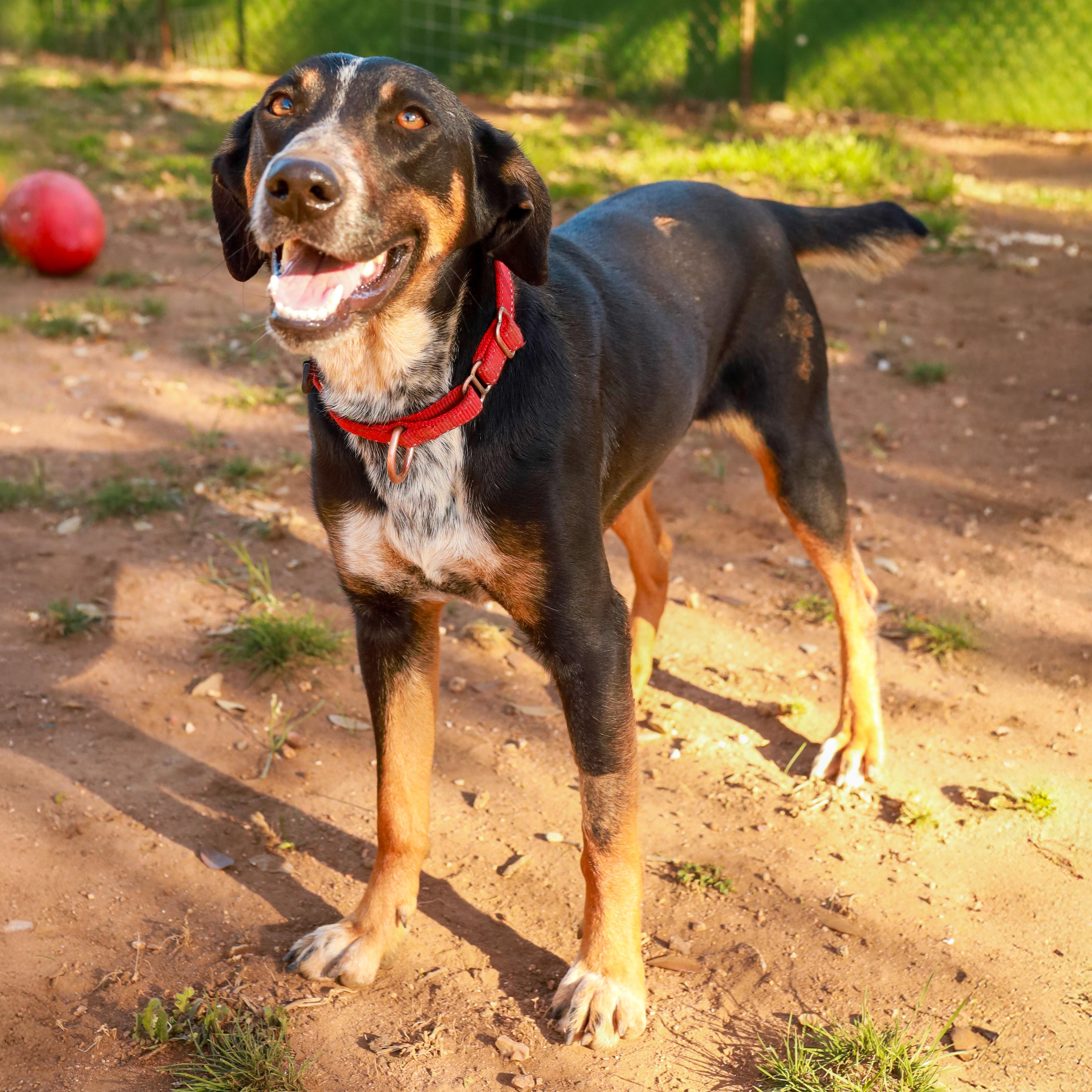 Enlarge Maple, a Adoptable mixed breed in Marble Falls, TX image 2/2