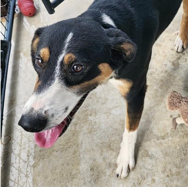 Maple, Adoptable, Young Female Catahoula Leopard Dog.