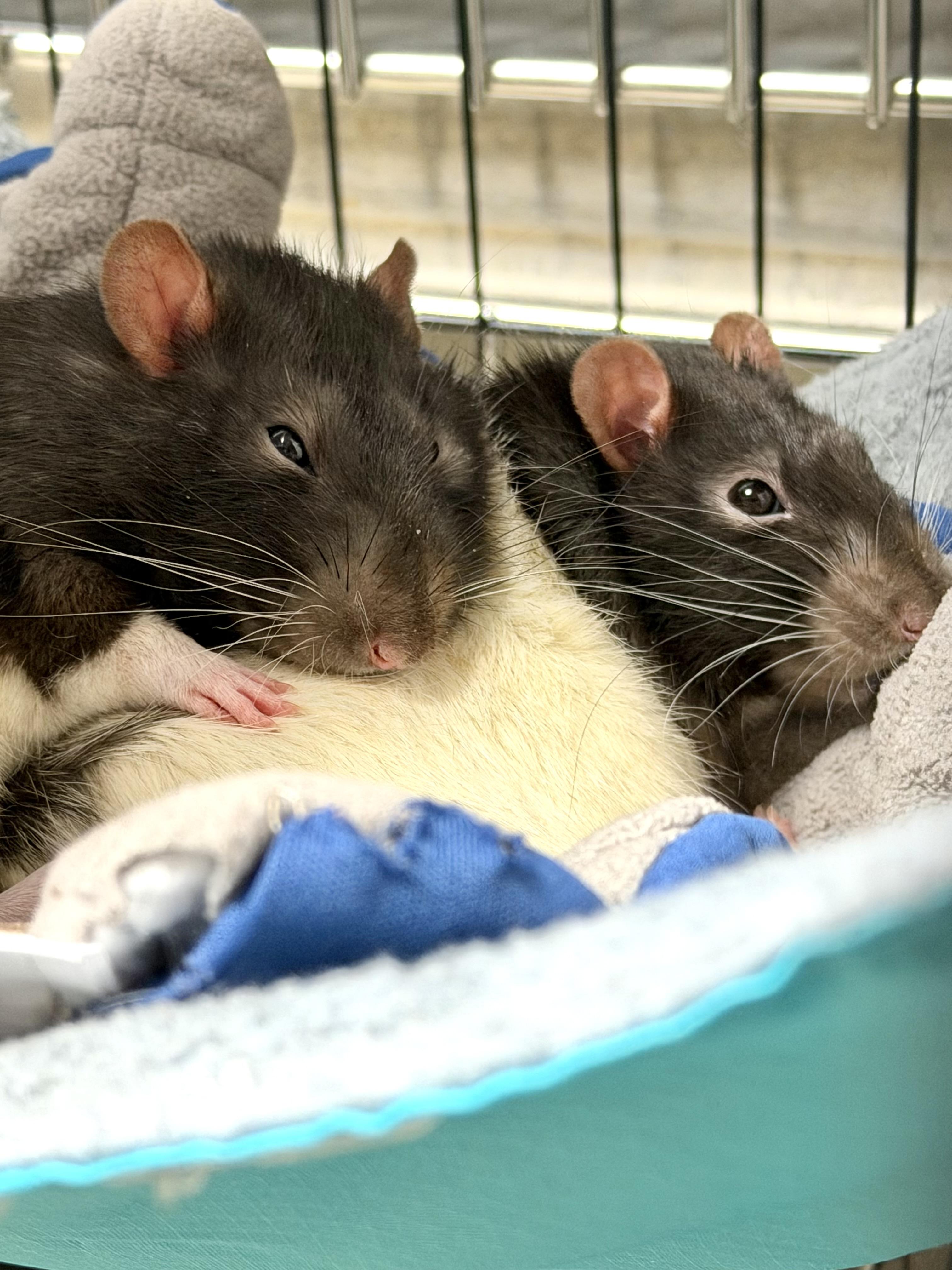 Damien & Domino- #50371/50372, ADOPTABLE, Adult Male Rat.
