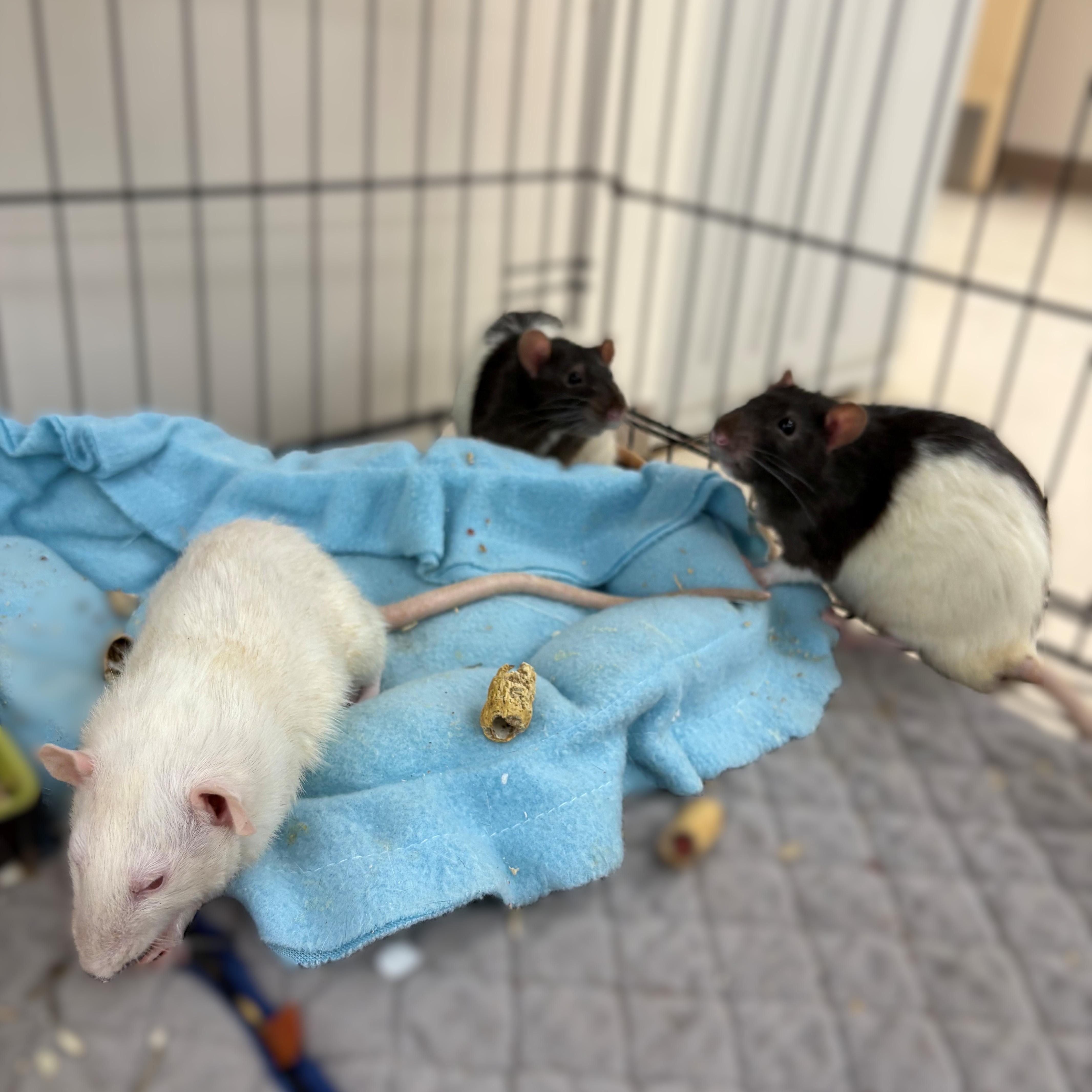 Flynn, Damien, & Domino- #50370/50371/50372, ADOPTABLE, Adult Male Rat.