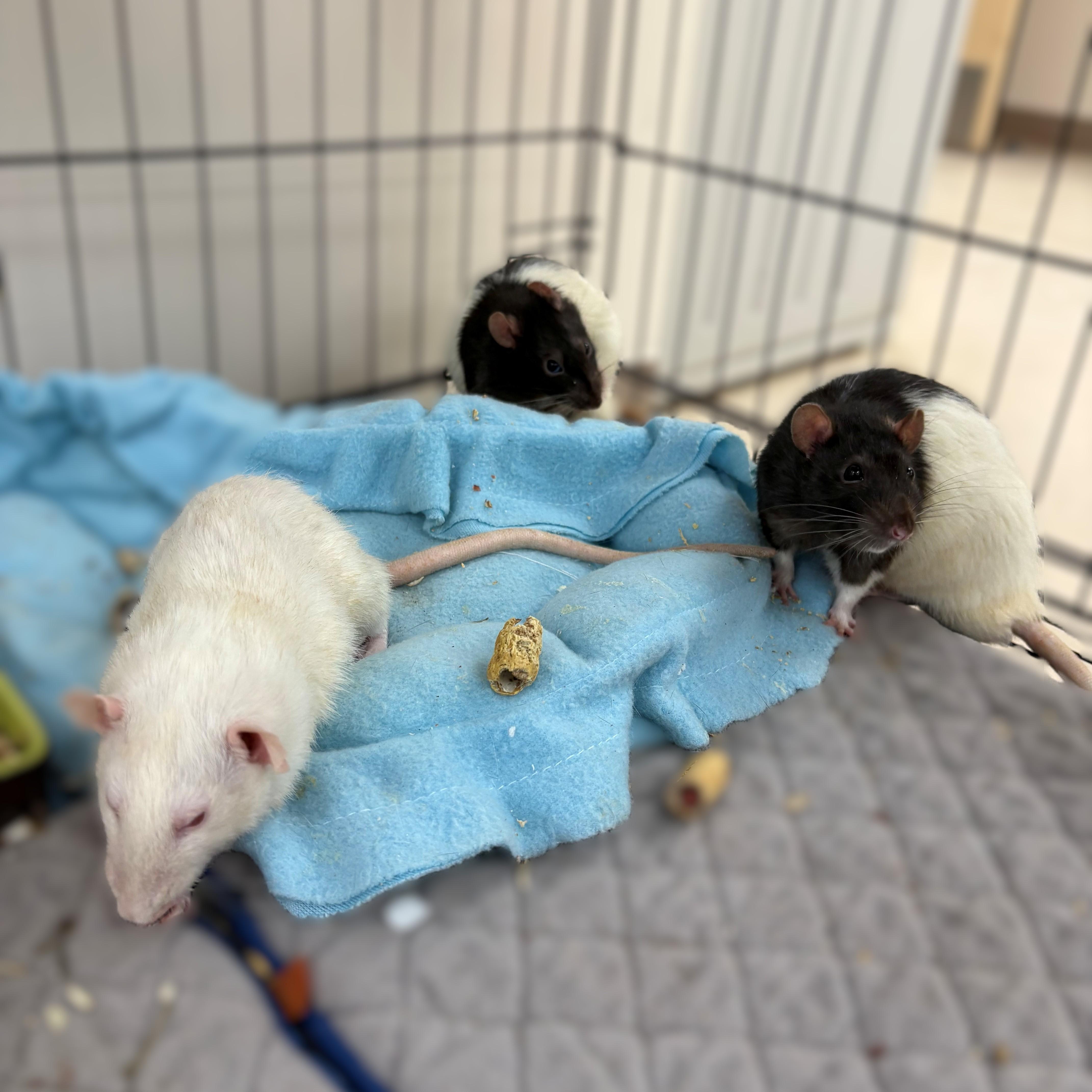 Enlarge Flynn, Damien, & Domino- #50370/50371/50372, a ADOPTABLE Rat in Columbia, MD image 2/3