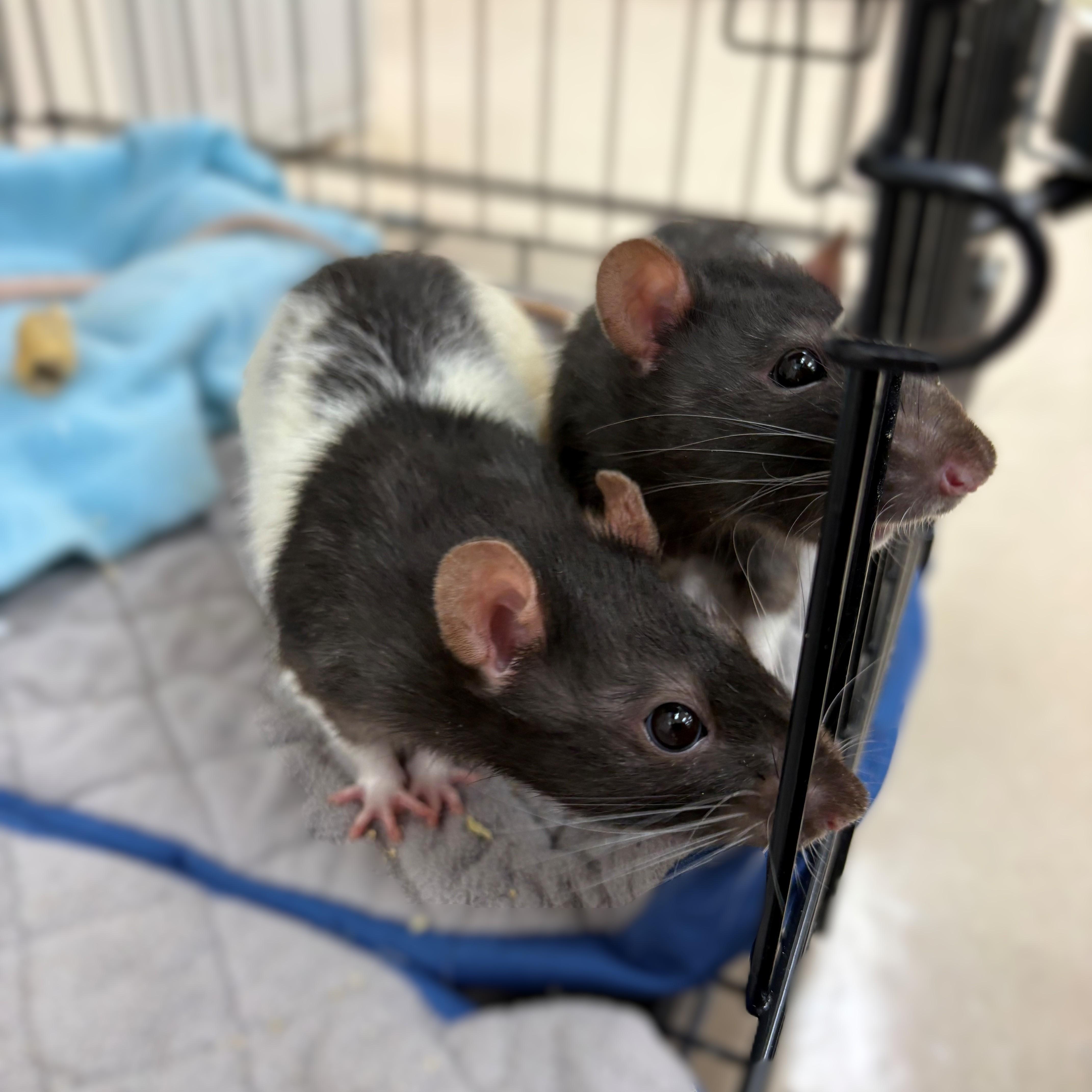 Enlarge Flynn, Damien, & Domino- #50370/50371/50372, a ADOPTABLE Rat in Columbia, MD image 3/3