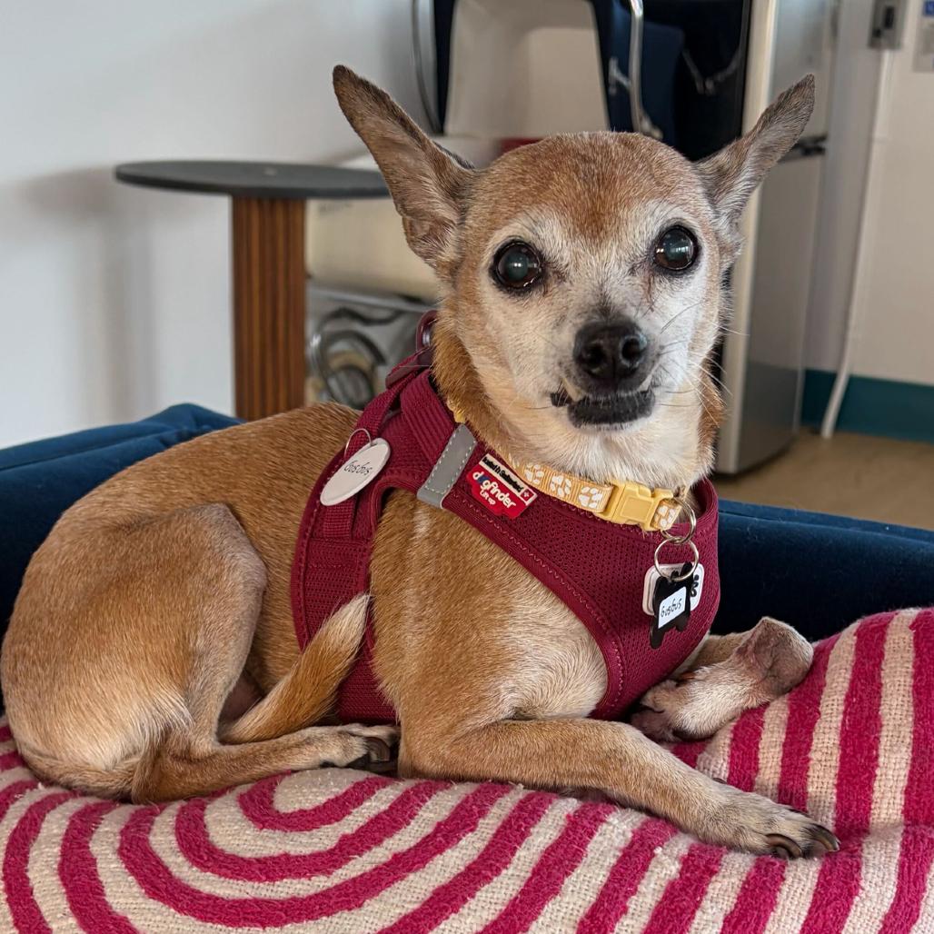 Gus Gus 10113, Adoptable, Senior Male Chihuahua & Mixed Breed.