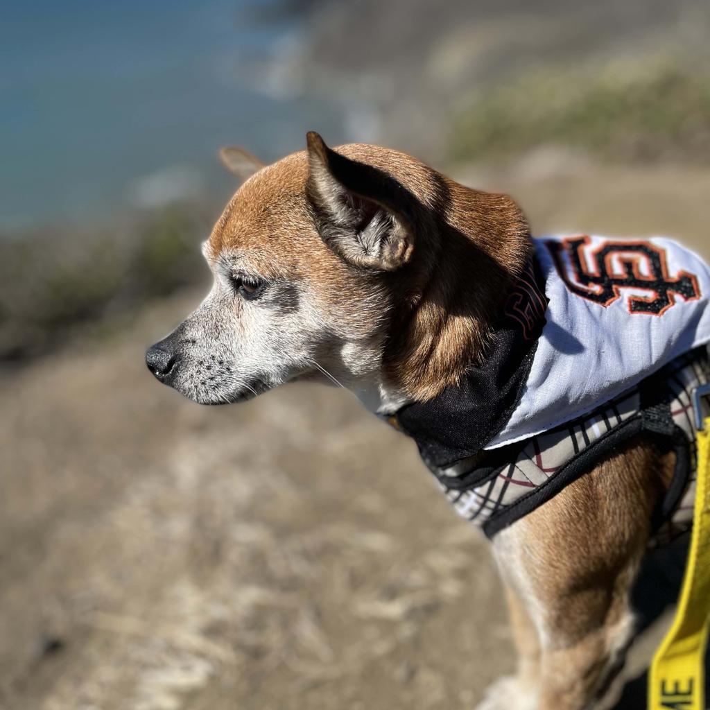 Enlarge Gus Gus 10113, a Adoptable mixed breed in San Francisco, CA image 3/6